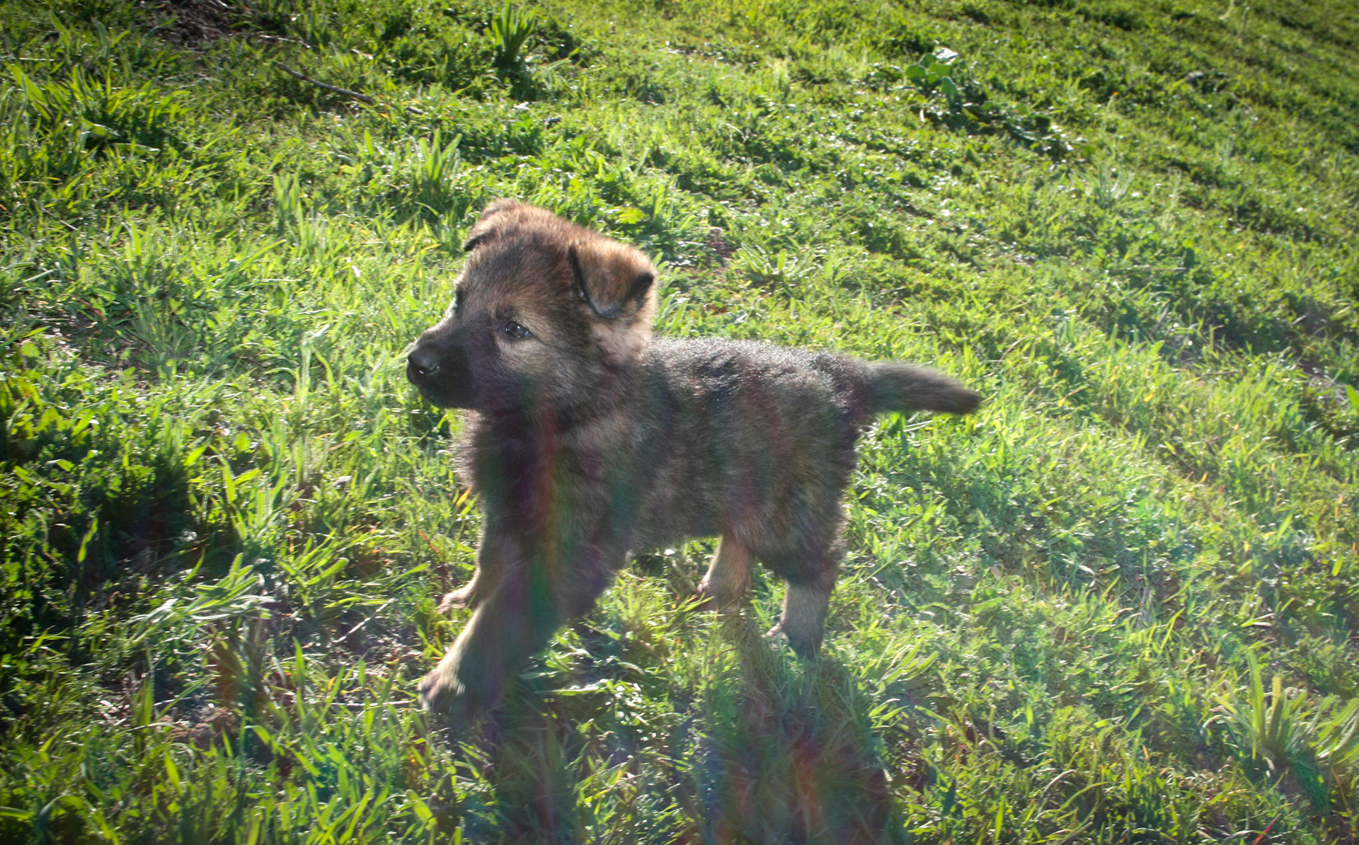 Pink Collar Female 5 Weeks Old
