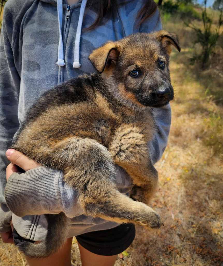 Light Pink Female - 7 weeks old