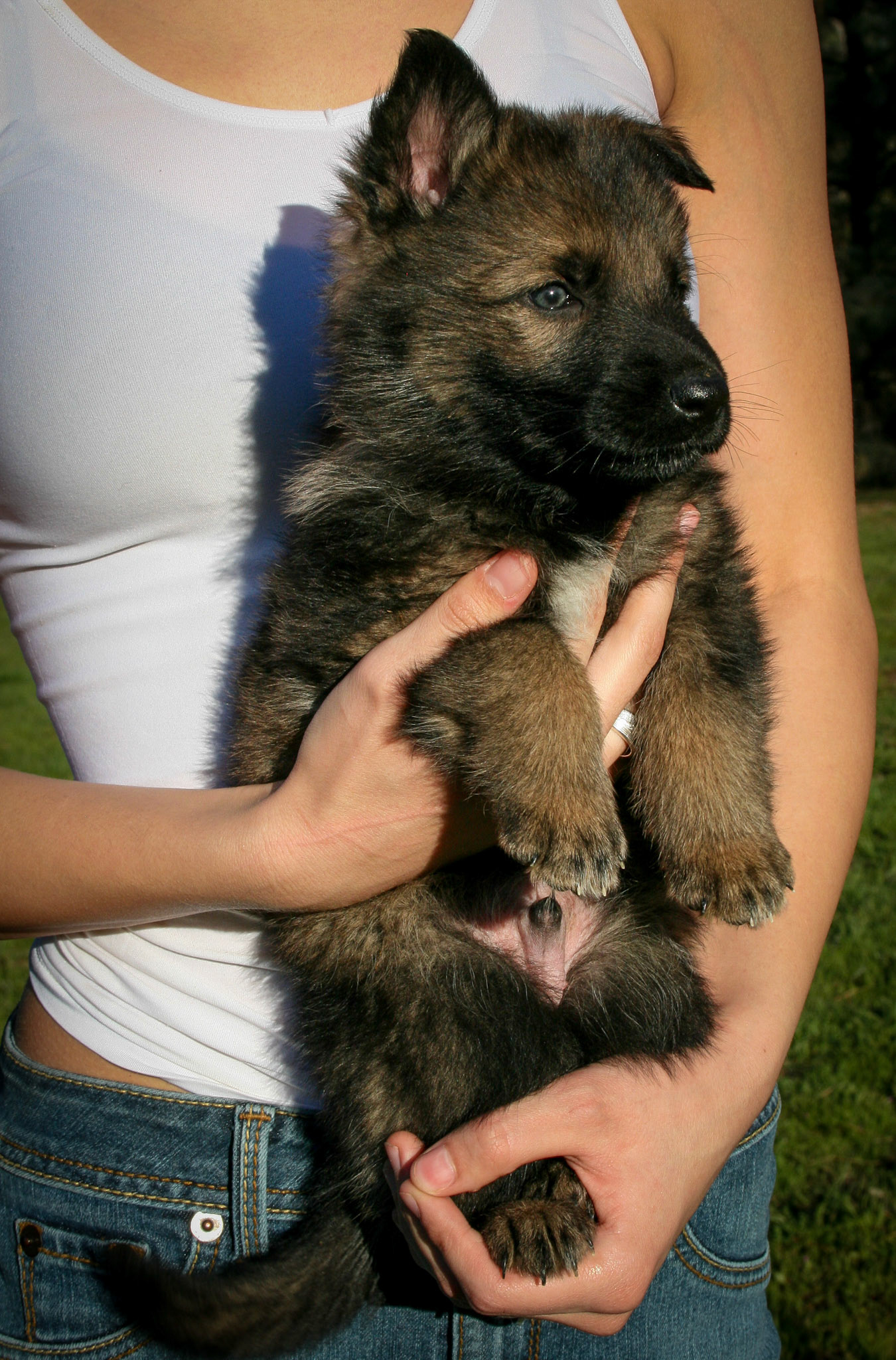 Black Collar Male 5 Weeks Old