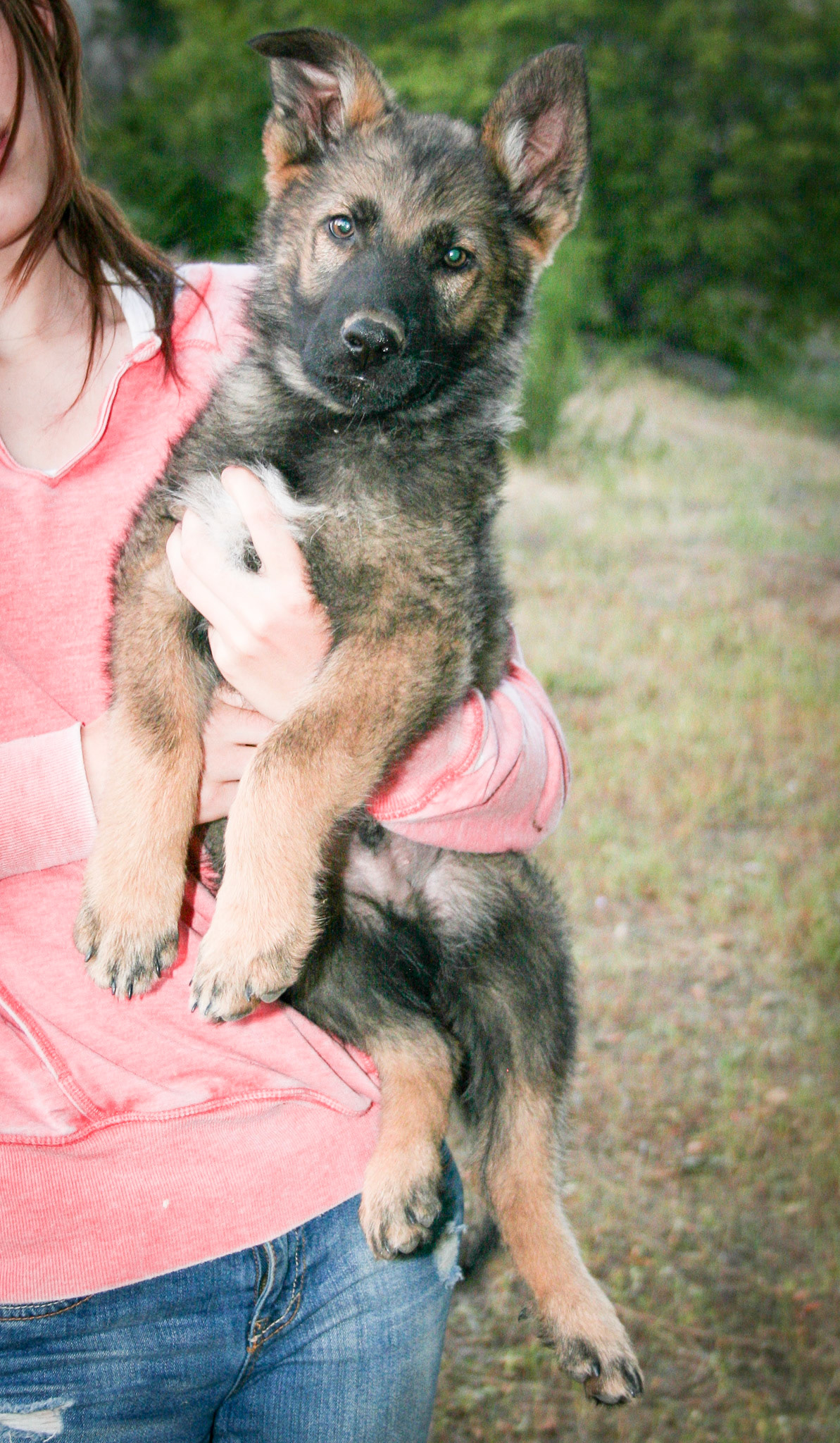Black Collar Male 10 Weeks Old