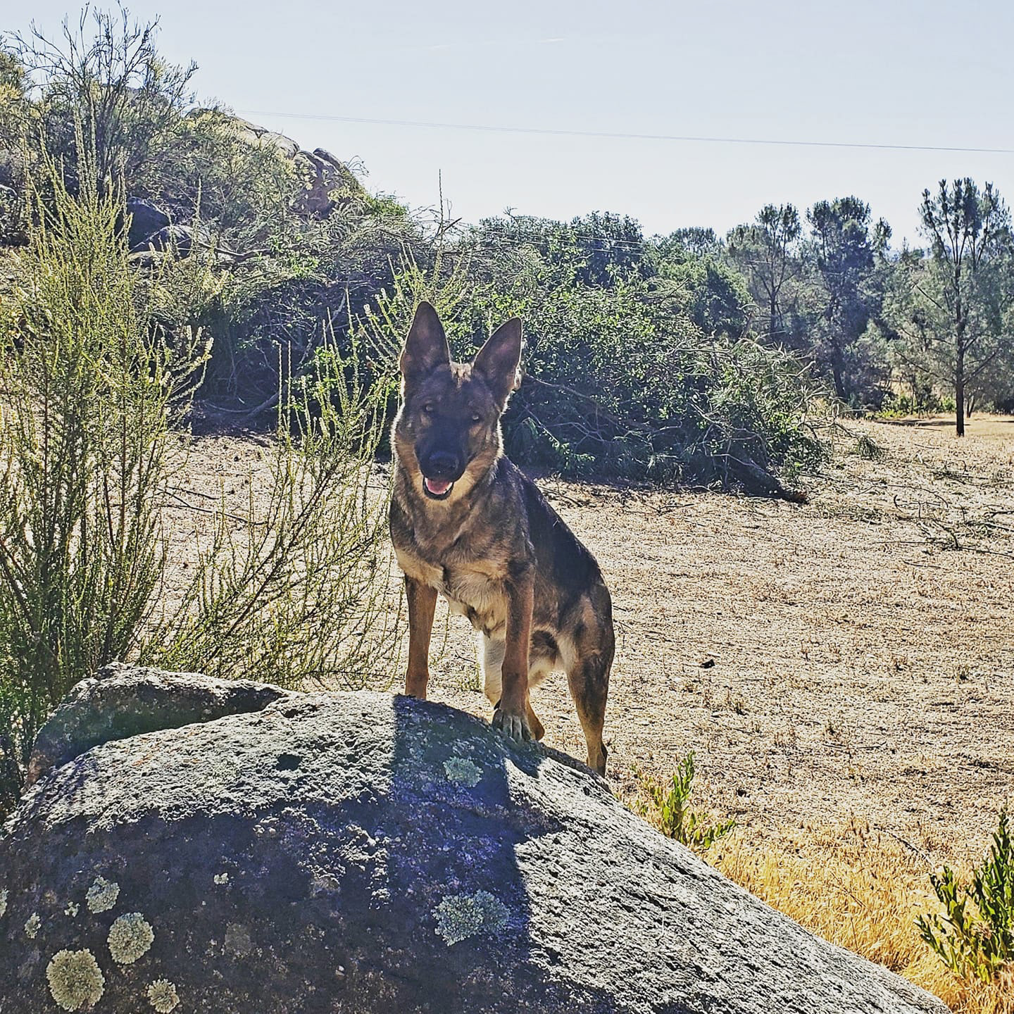 Stella vom Spitzenhund