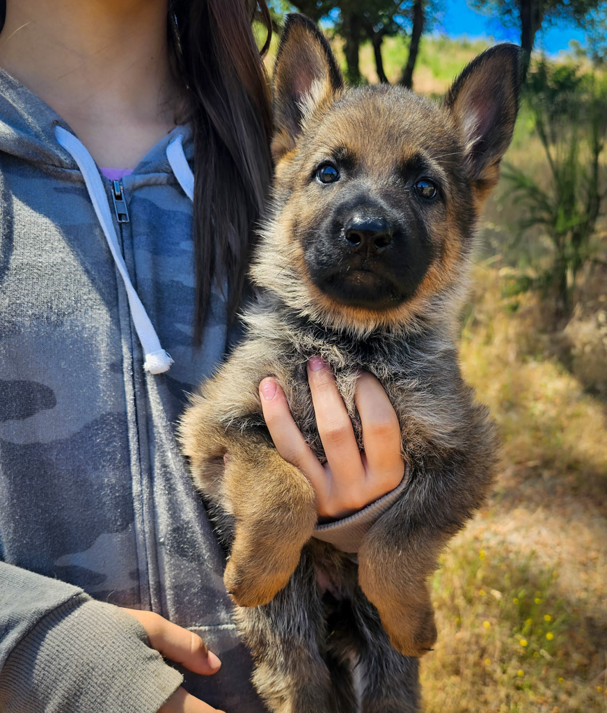 Hot Pink Female - 7 weeks old