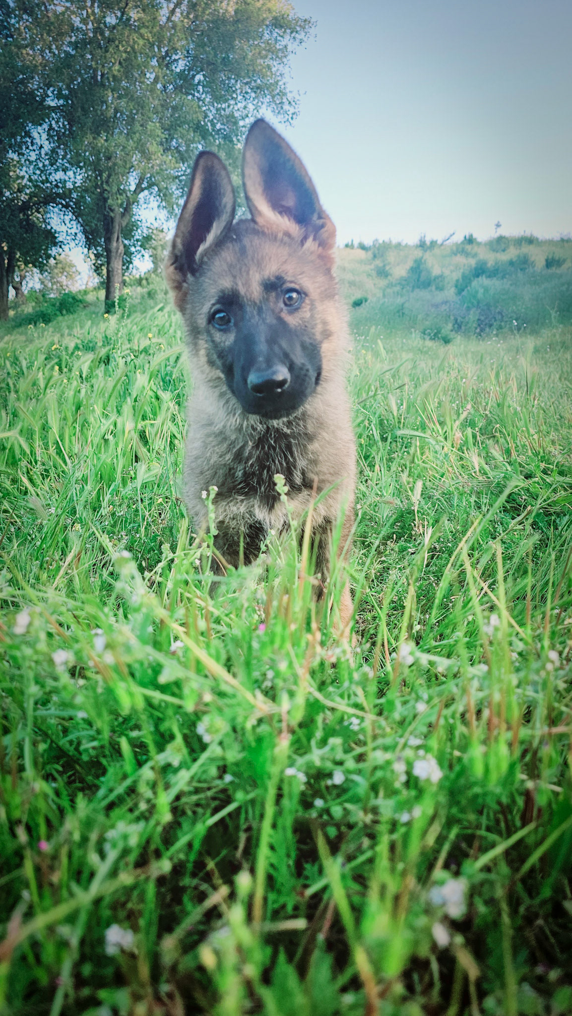 Purple Collar Female - 11 weeks old