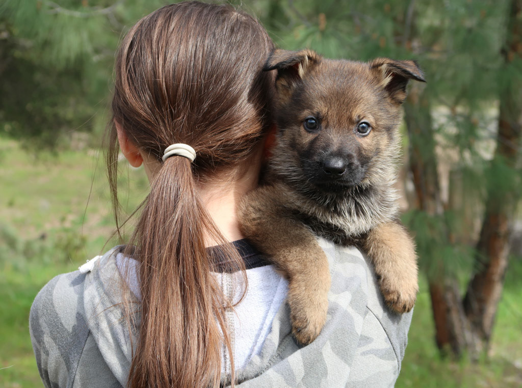 Yellow Collar Male - 6 weeks old