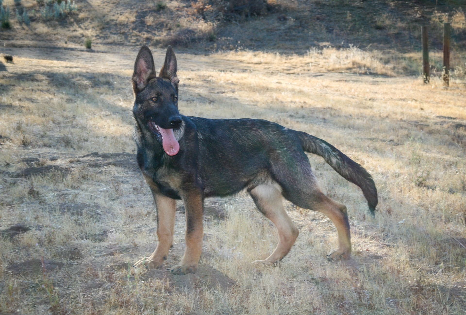 Hunter 18 Weeks