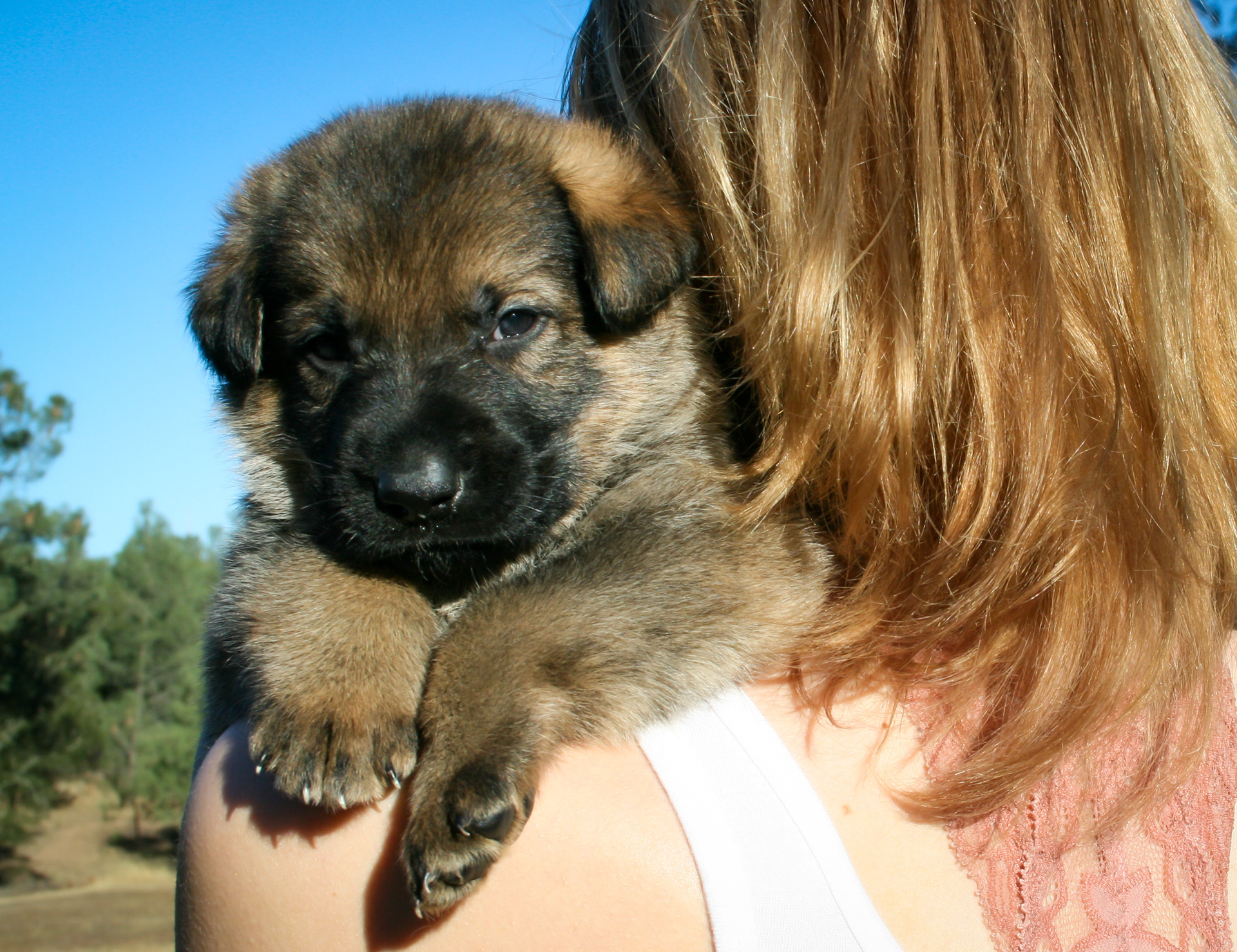 "Vinnie" - 4 weeks