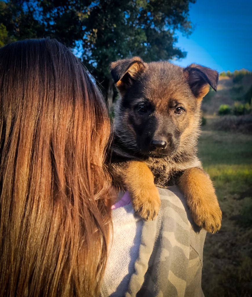 Purple Collar Female - 7 weeks old