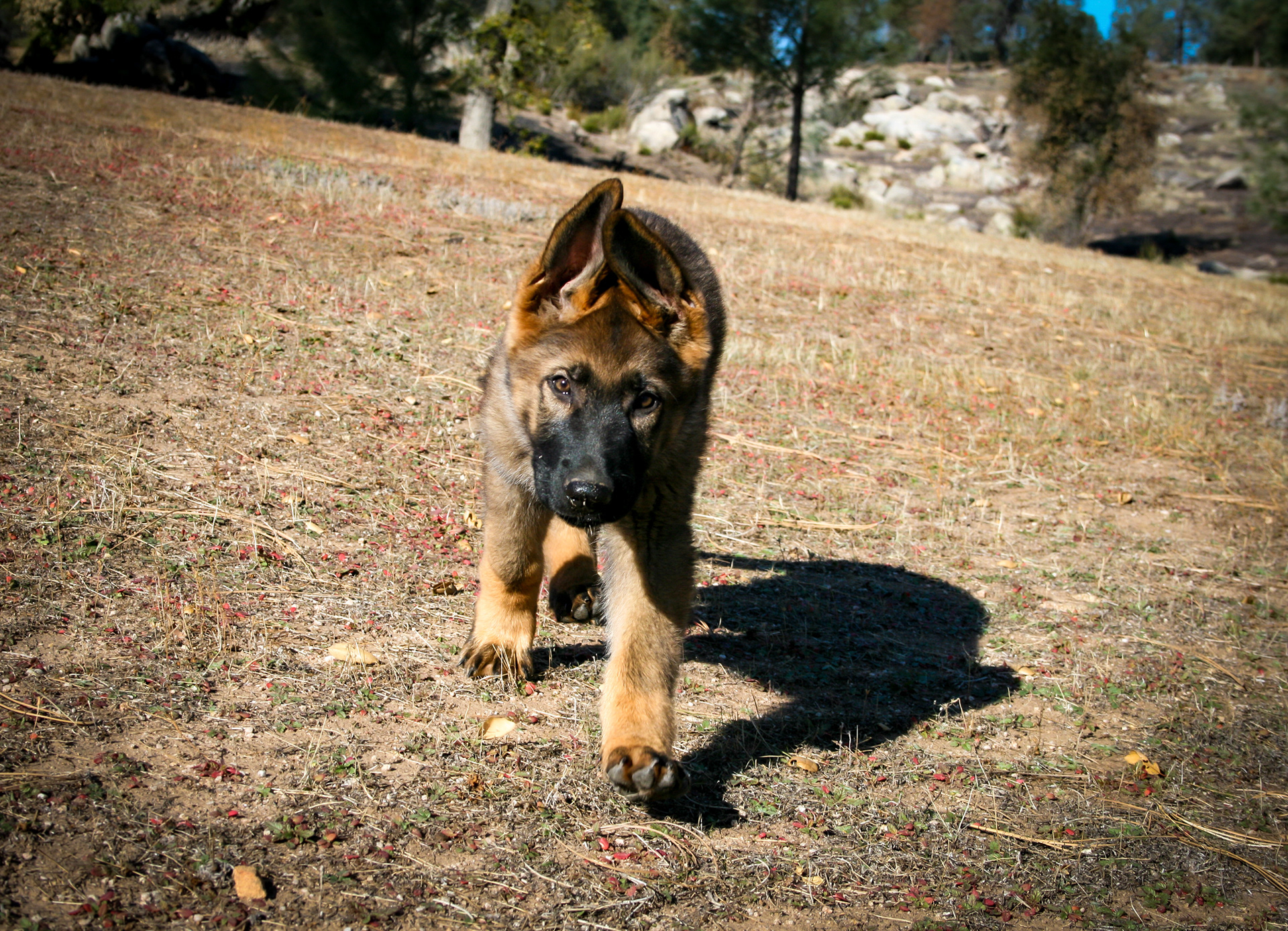 "Biggie Smalls" - 12 weeks