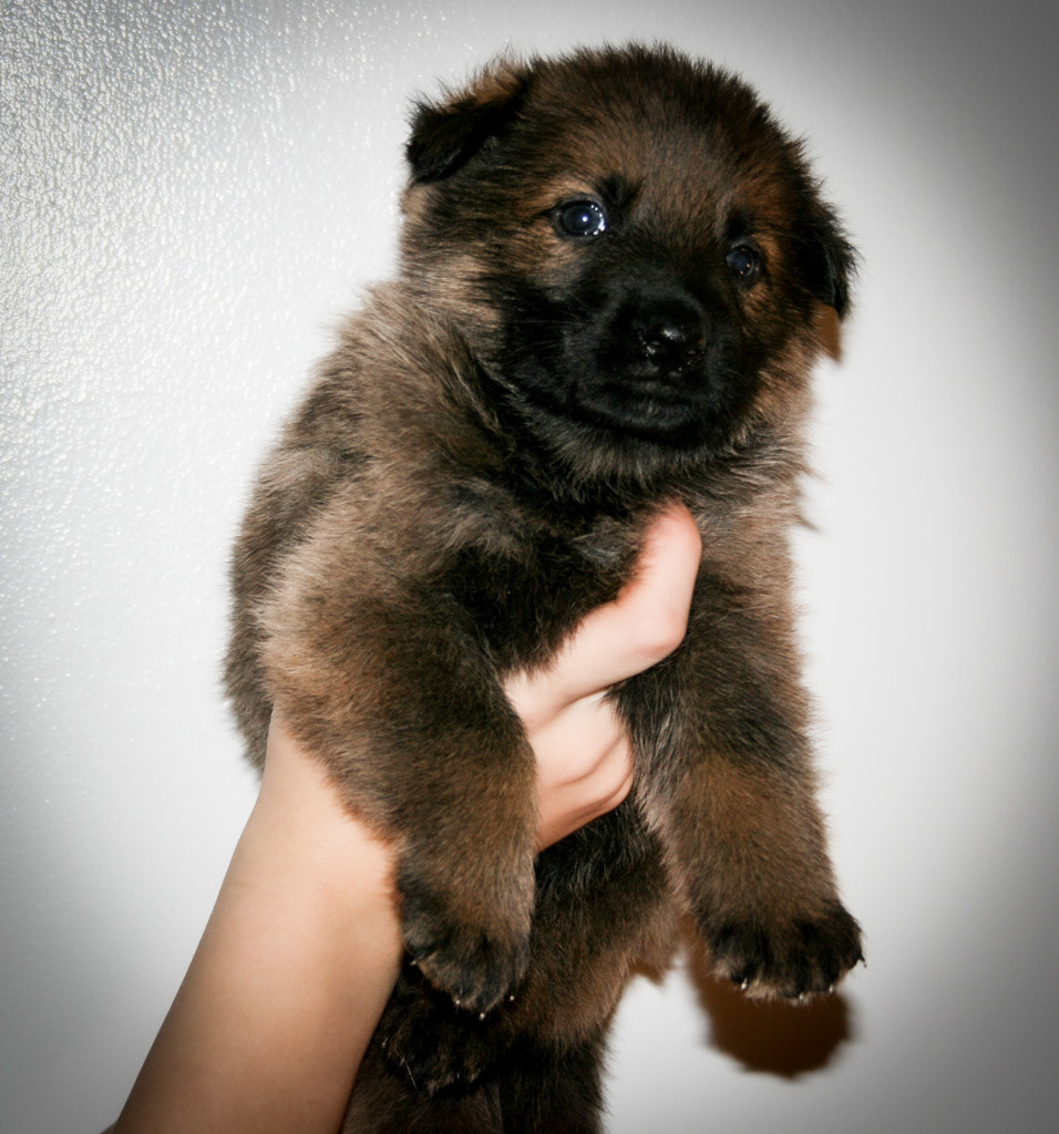Pink Collar Female - 4 weeks old