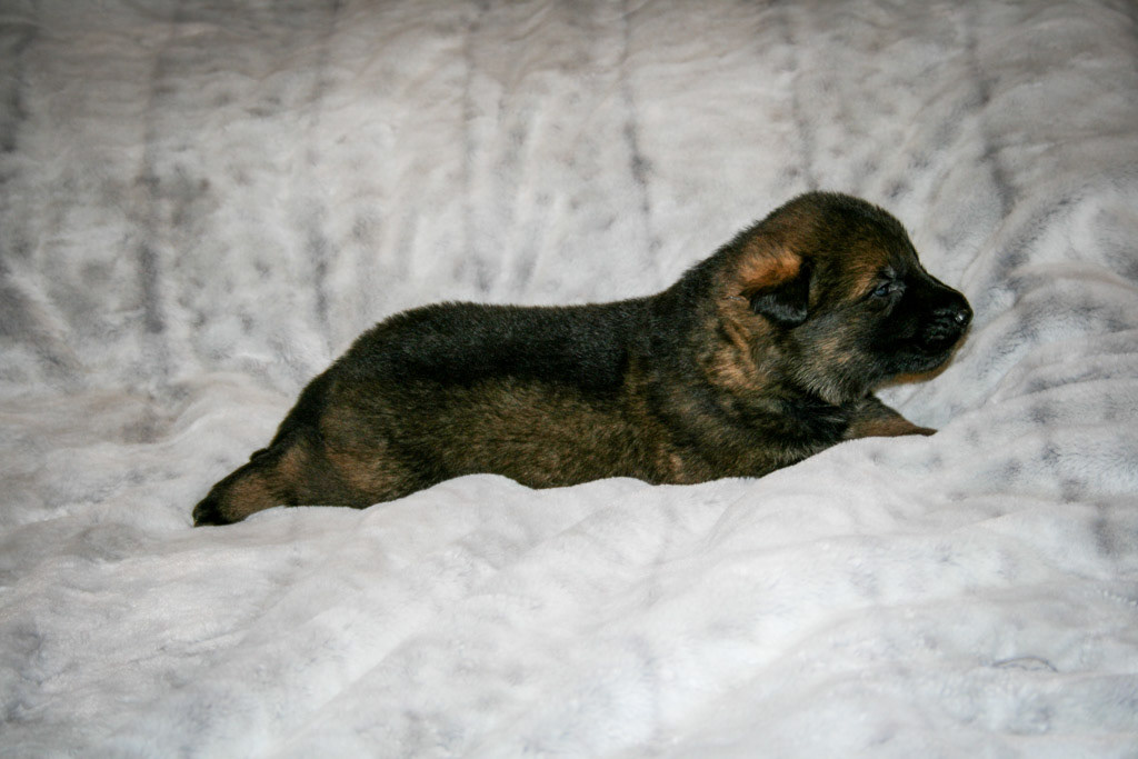 Jolene - 3 weeks