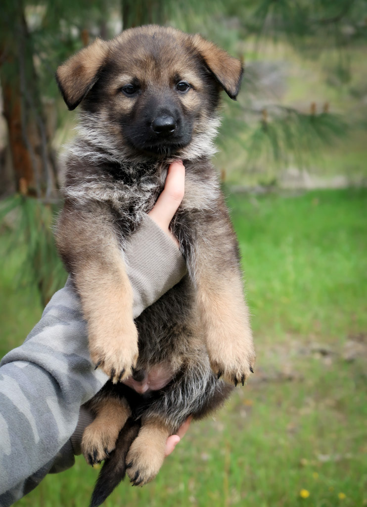 Green Collar Male - 6 weeks old