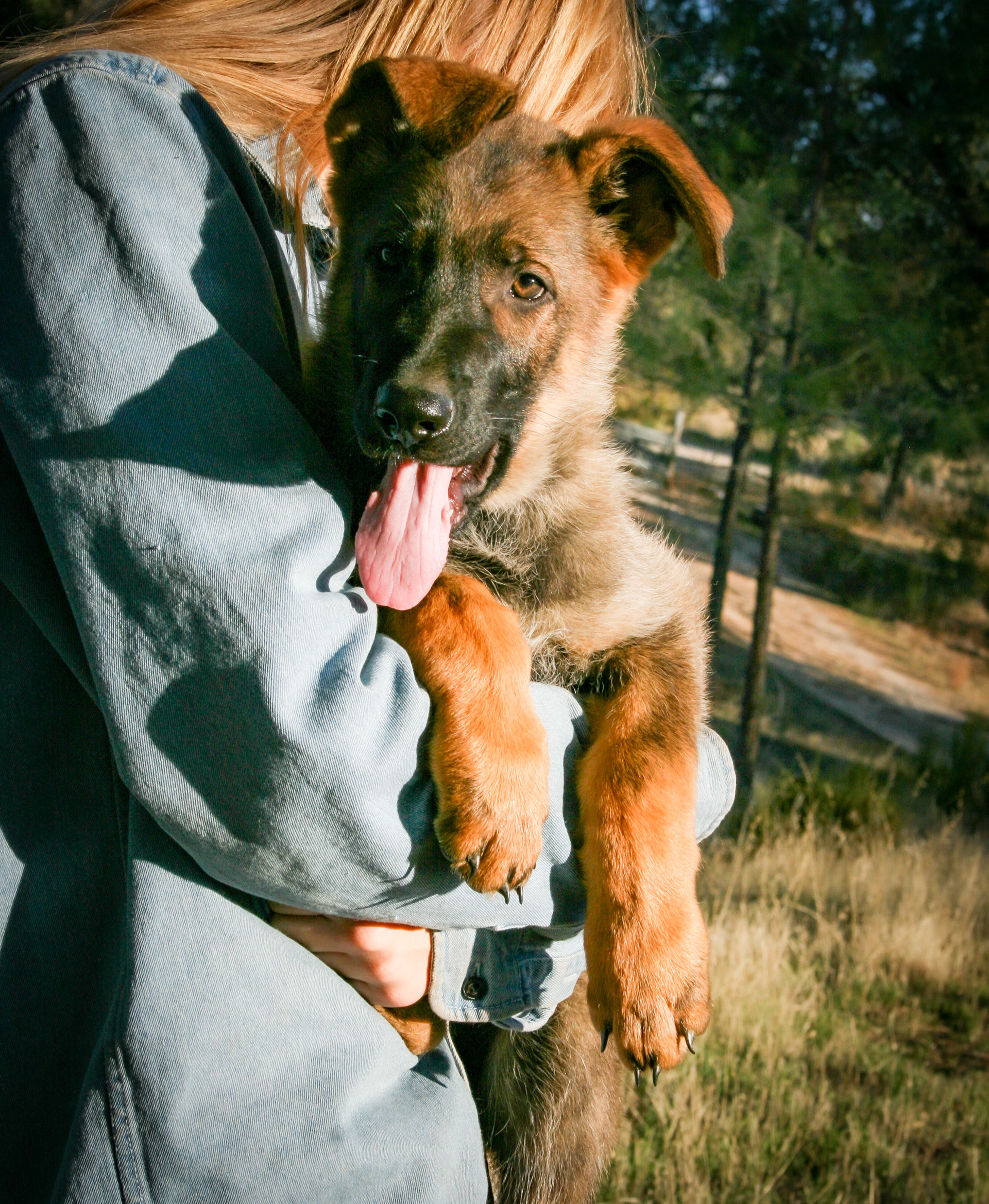 "Vinnie" - 12 weeks