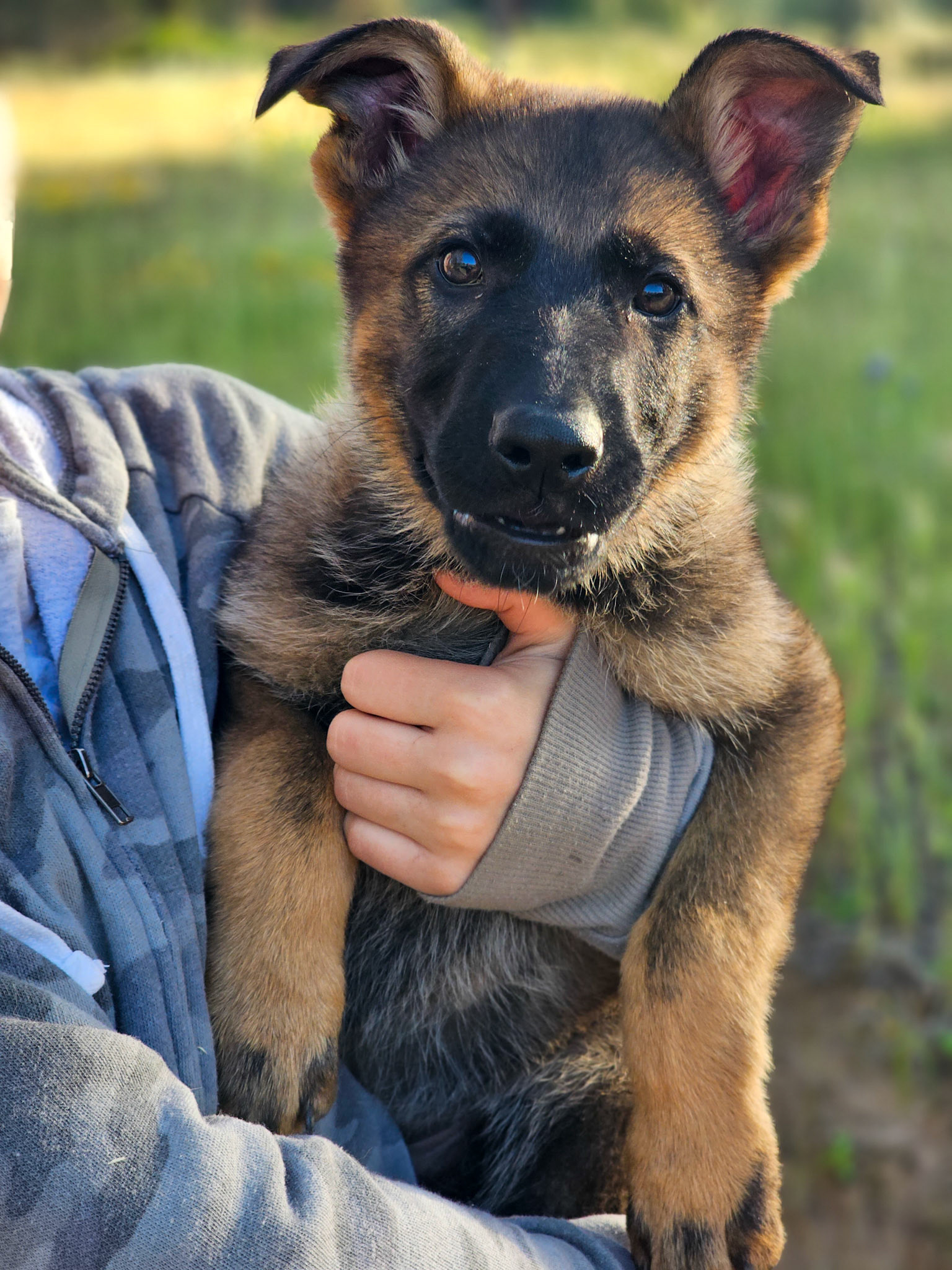 Teal Collar Female - 11 weeks old