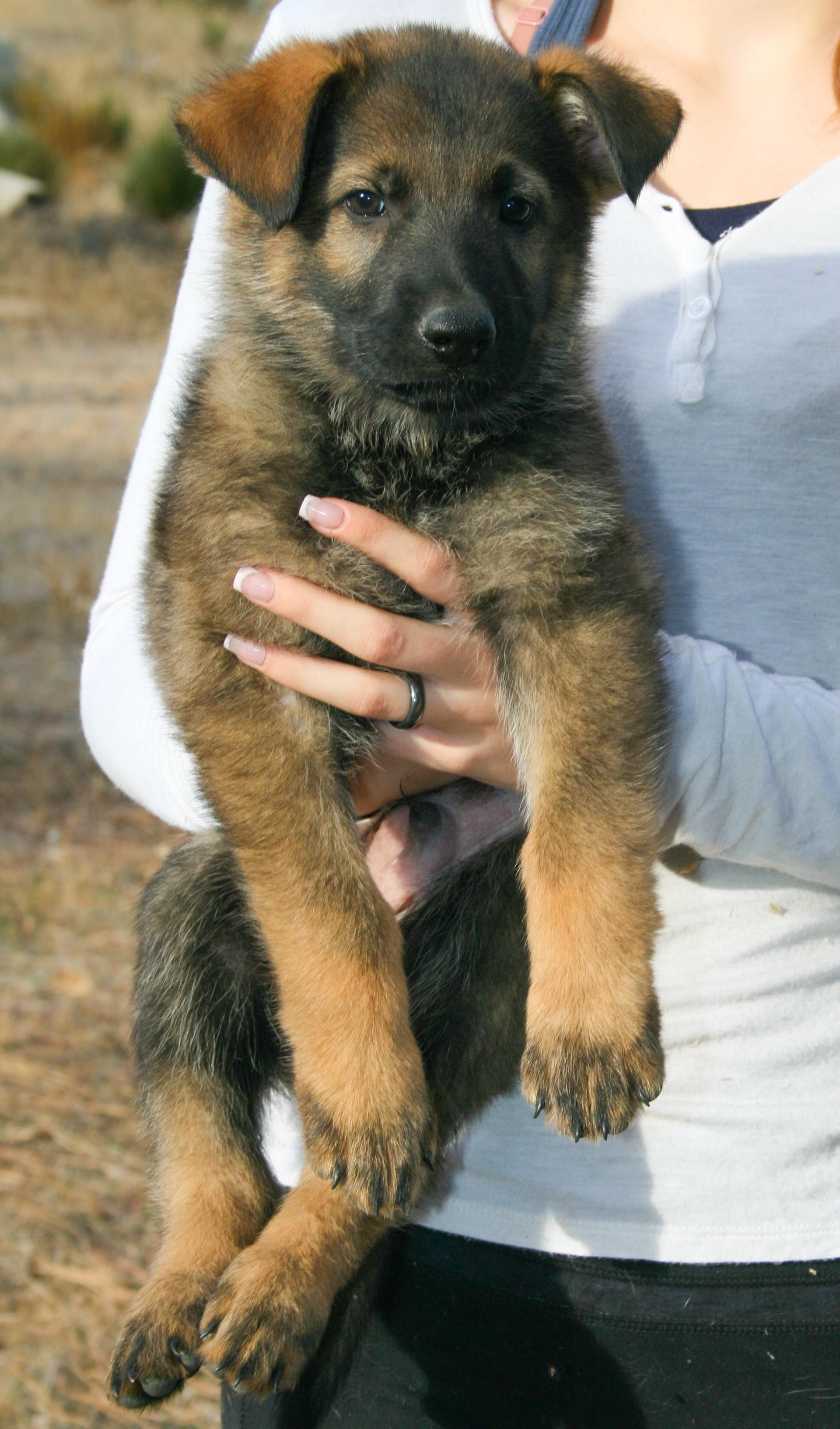 Dexter - 7 weeks