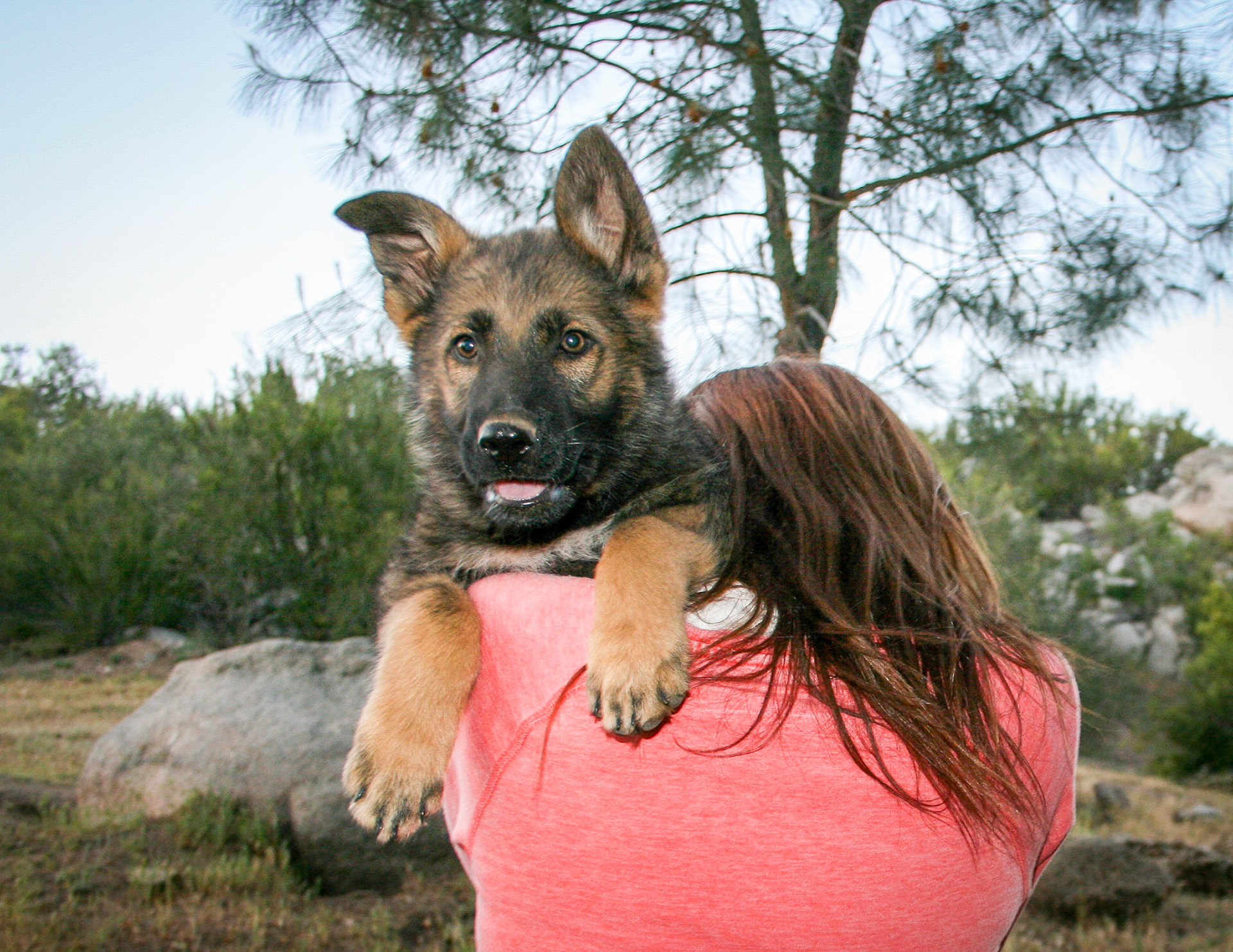 Black Collar Male 10 Weeks Old