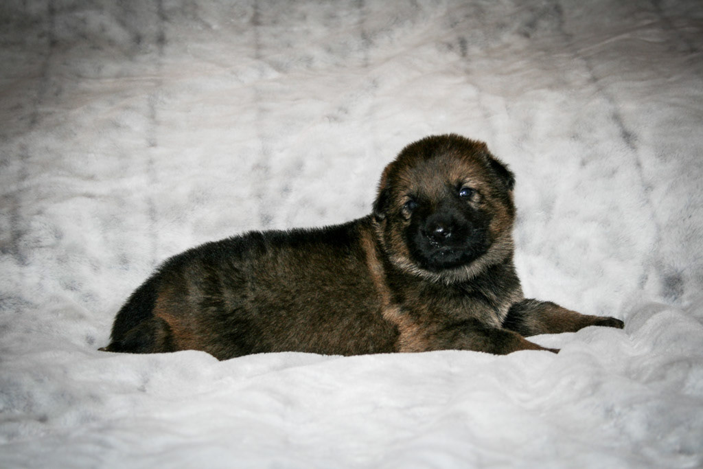 Tan Collar Male - 3 weeks