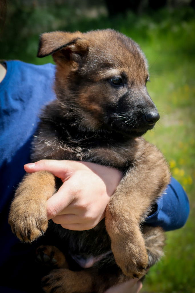 Lime Green Collar Male - 7 weeks old
