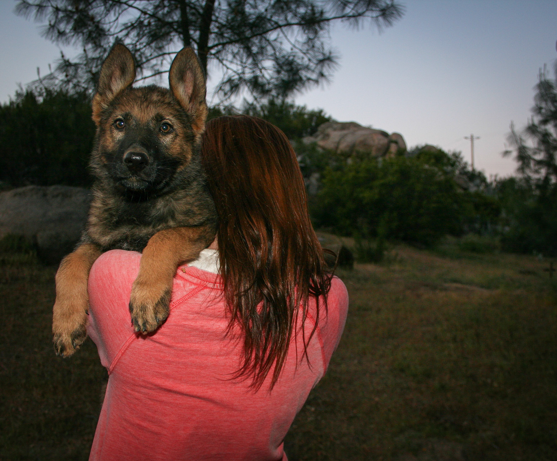 Lilac Collar Female 10 Weeks Old