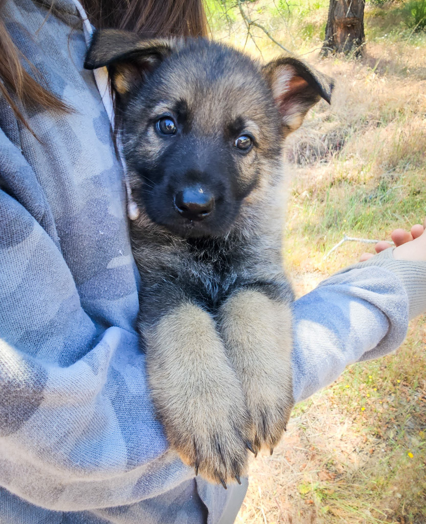 Hunter Green Male - 7 weeks old