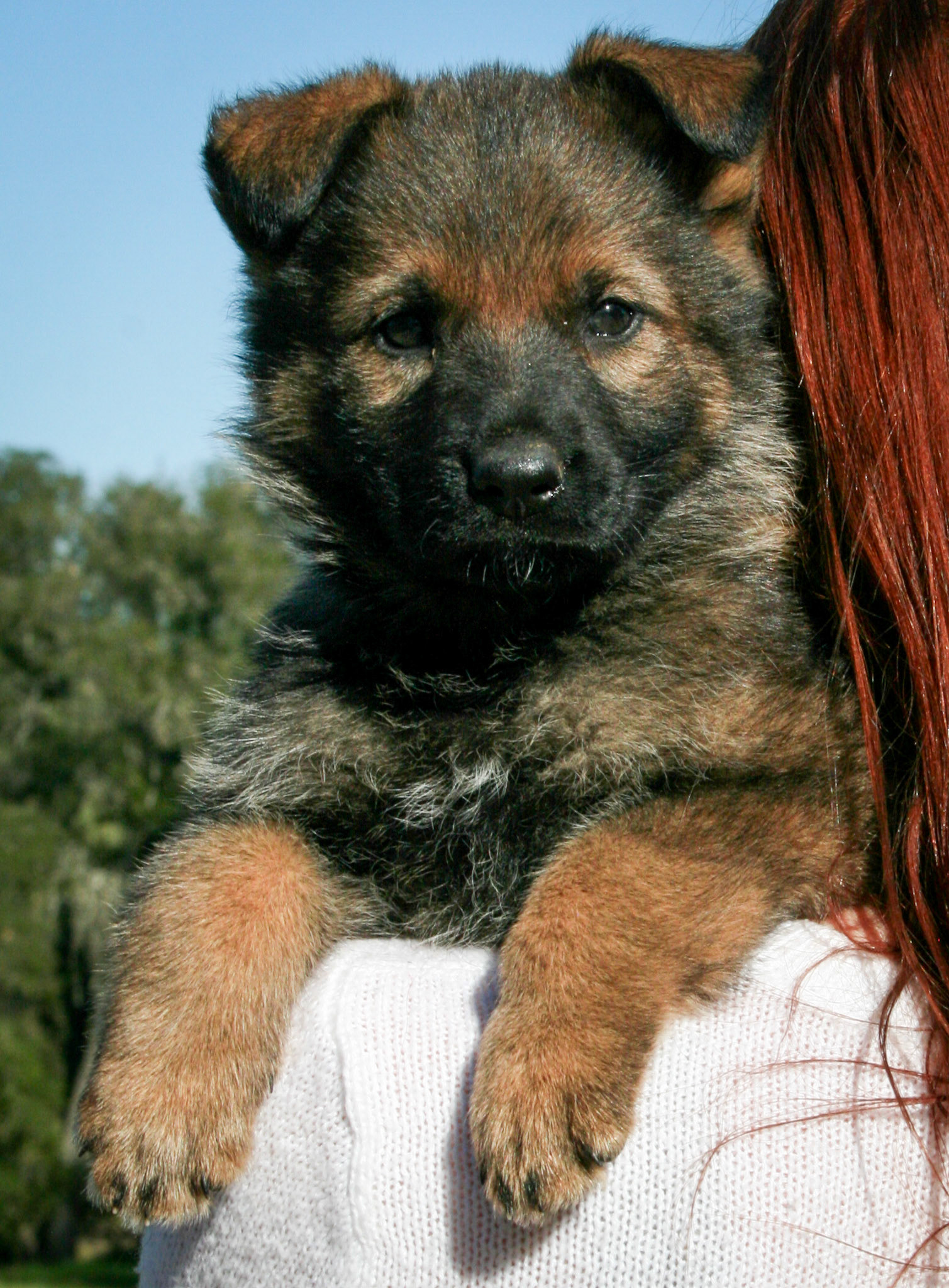 Orange Collar Female 5 Weeks Old