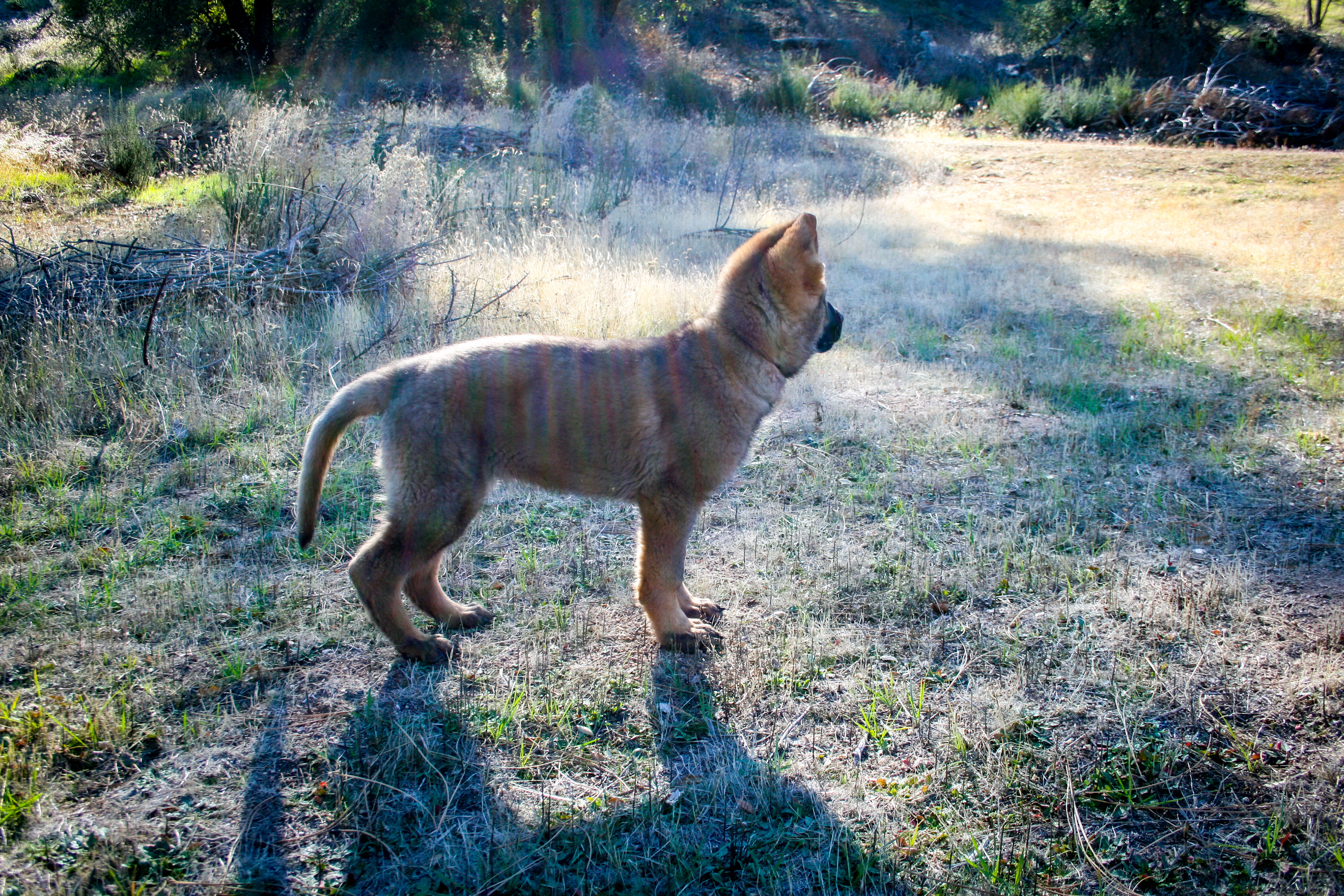 "Biggie Smalls" - 12 weeks