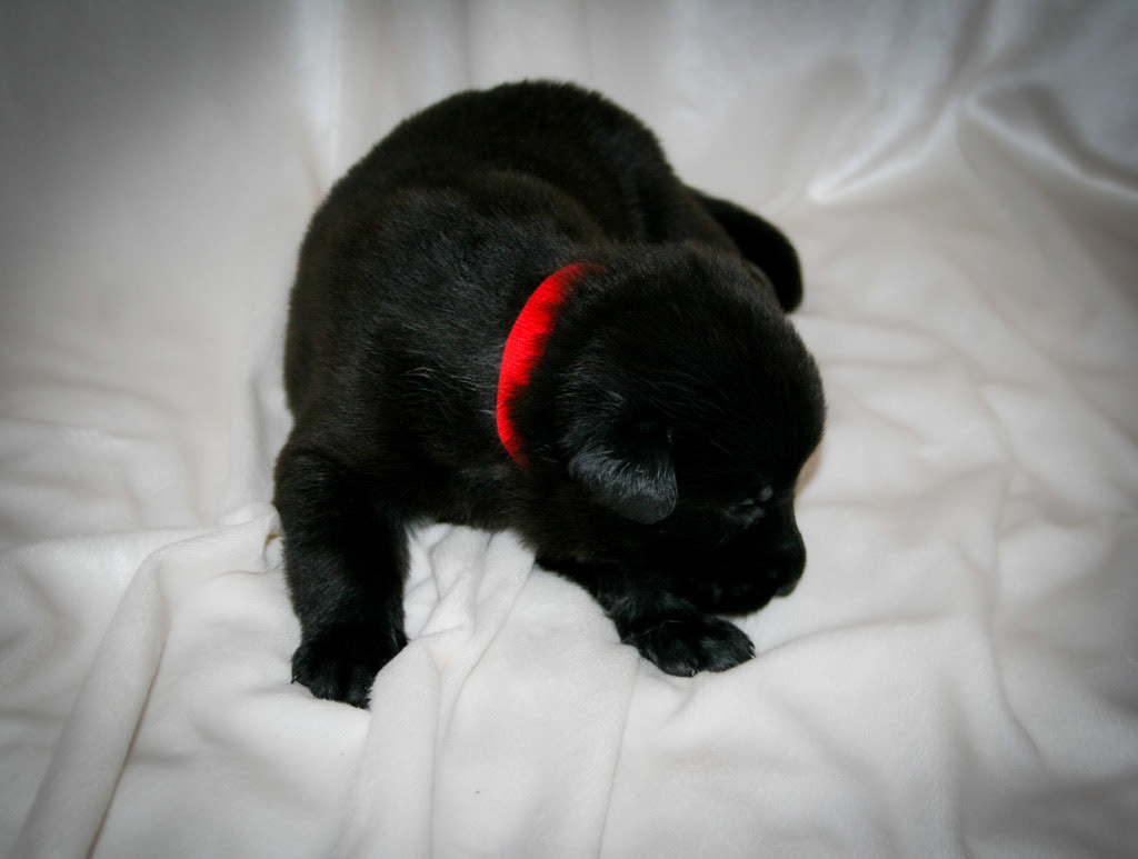 Red Collar Male - 2 weeks old