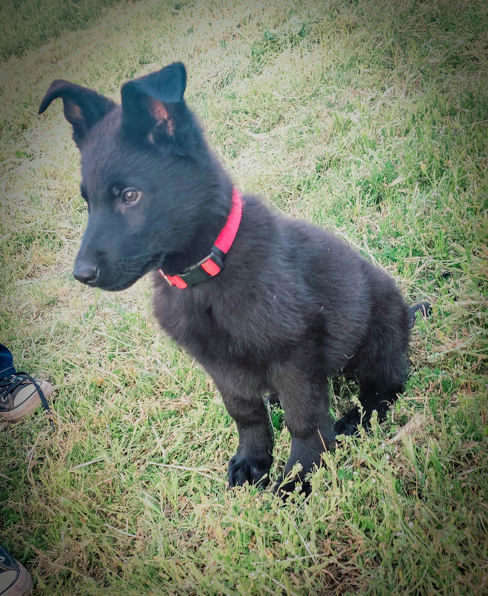 Red Collar Male - 13 weeks old