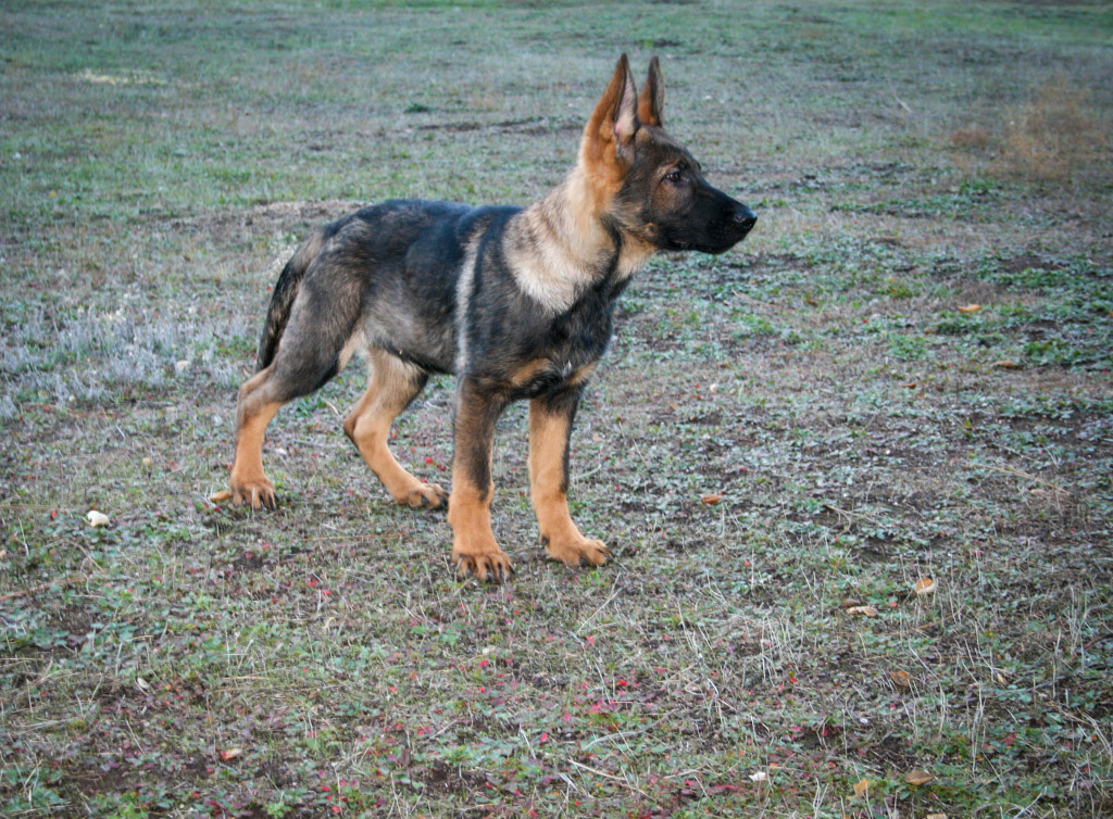 Vinnie