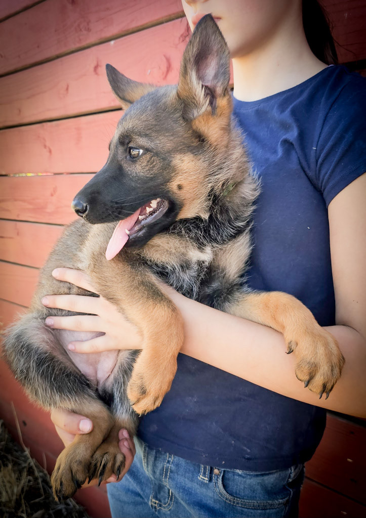 Lime Green Collar Female - 10 weeks