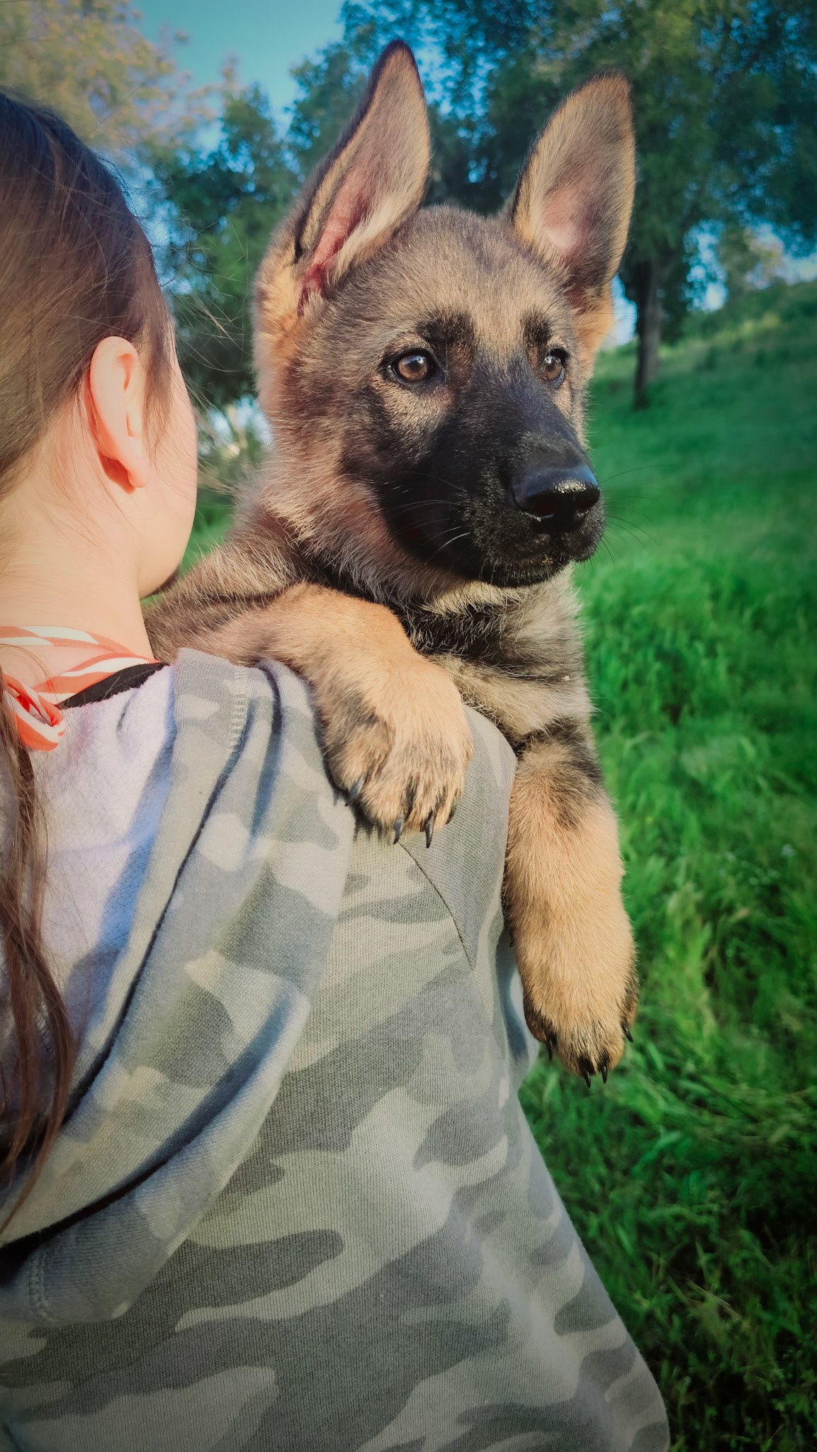 Purple Collar Female - 11 weeks old