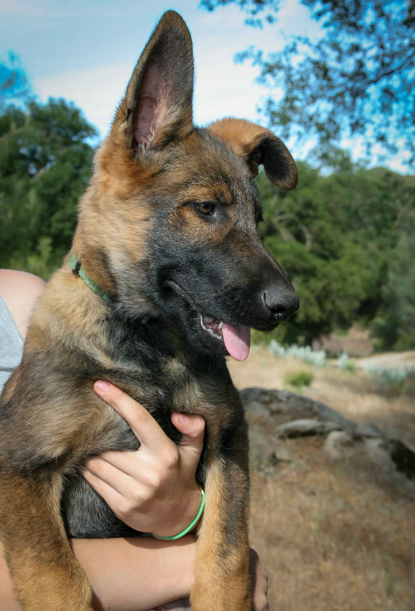 Hunter Green Collar Male 14 weeks
