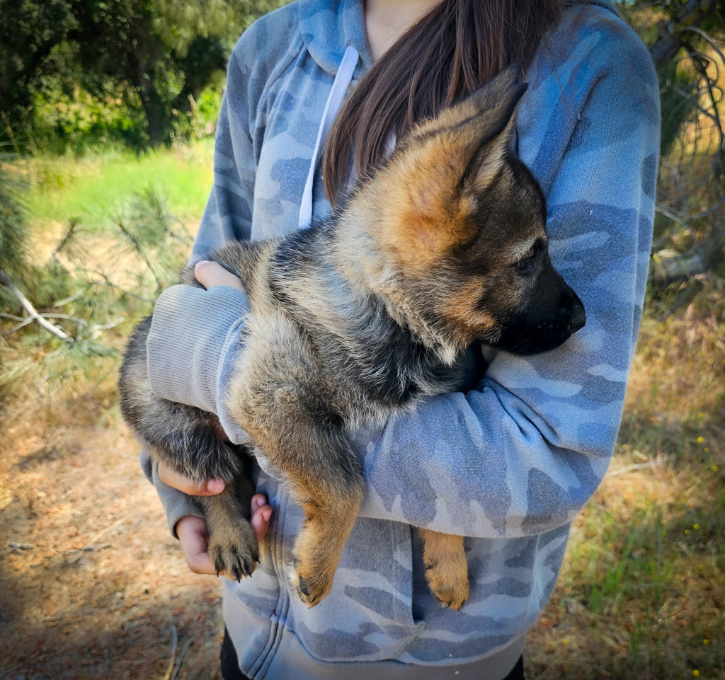 Blue Collar Male - 7 weeks old
