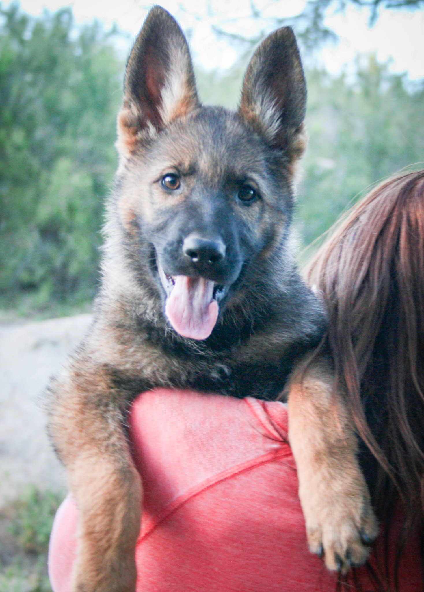 Delilah - 10 weeks old
