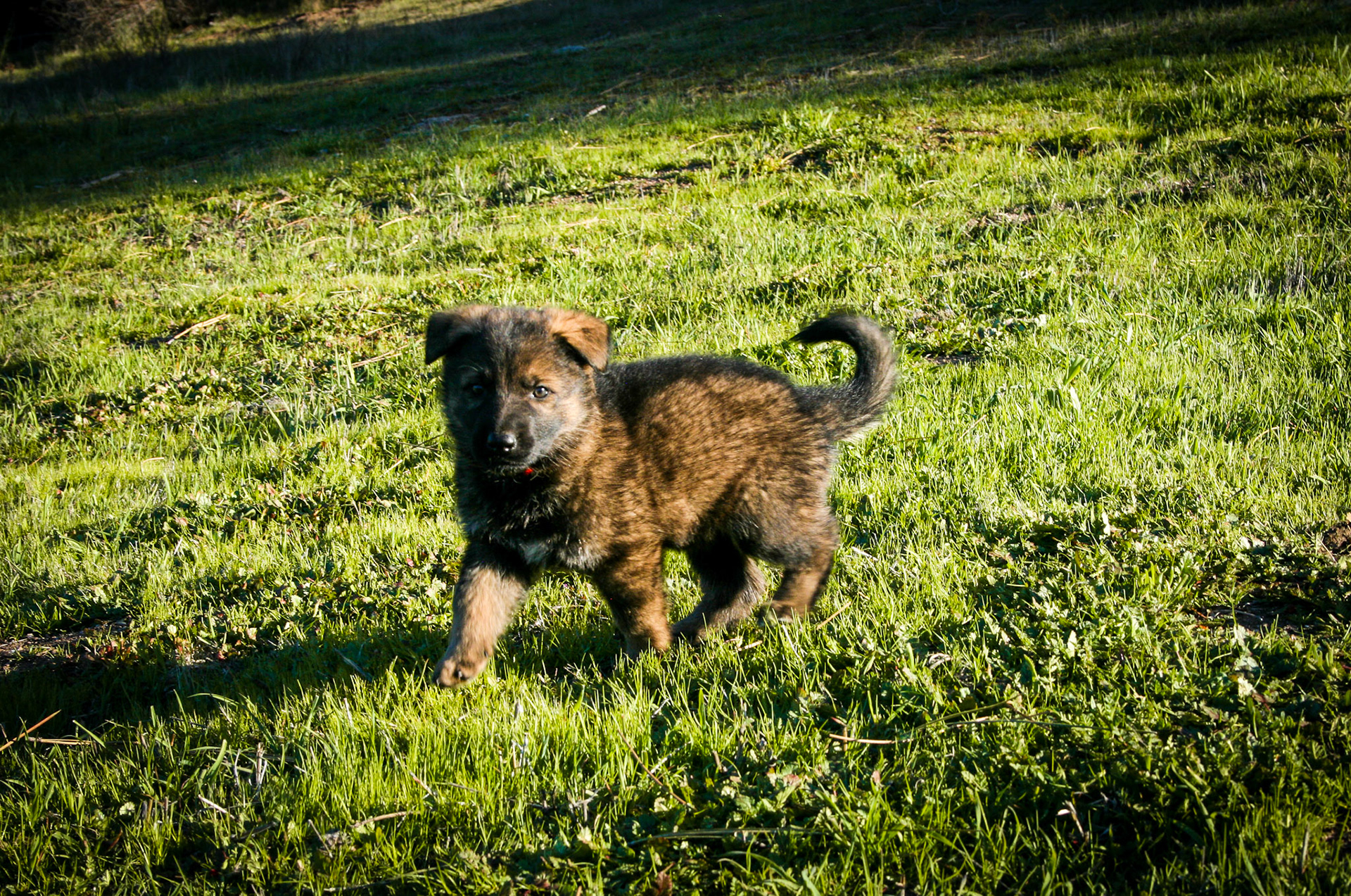 Red Collar Male 5 Weeks Old