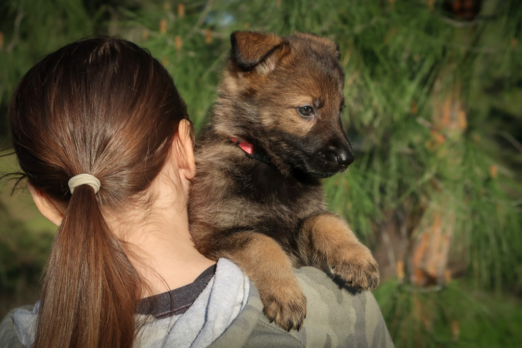 Pink Collar Female - 6 weeks old