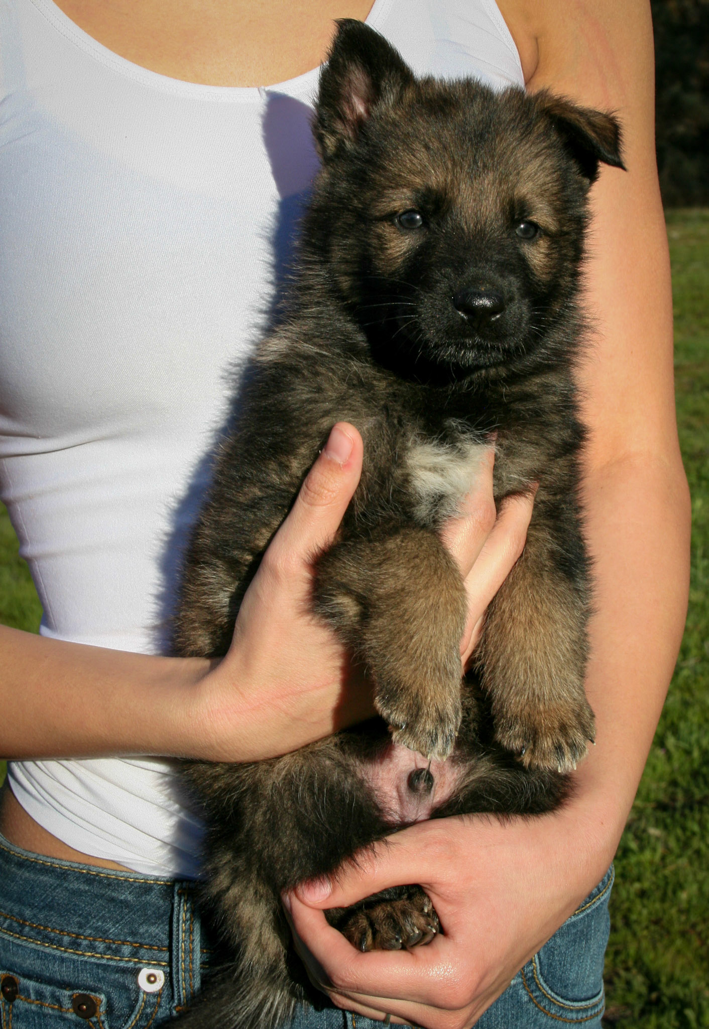 Black Collar Male 5 Weeks Old