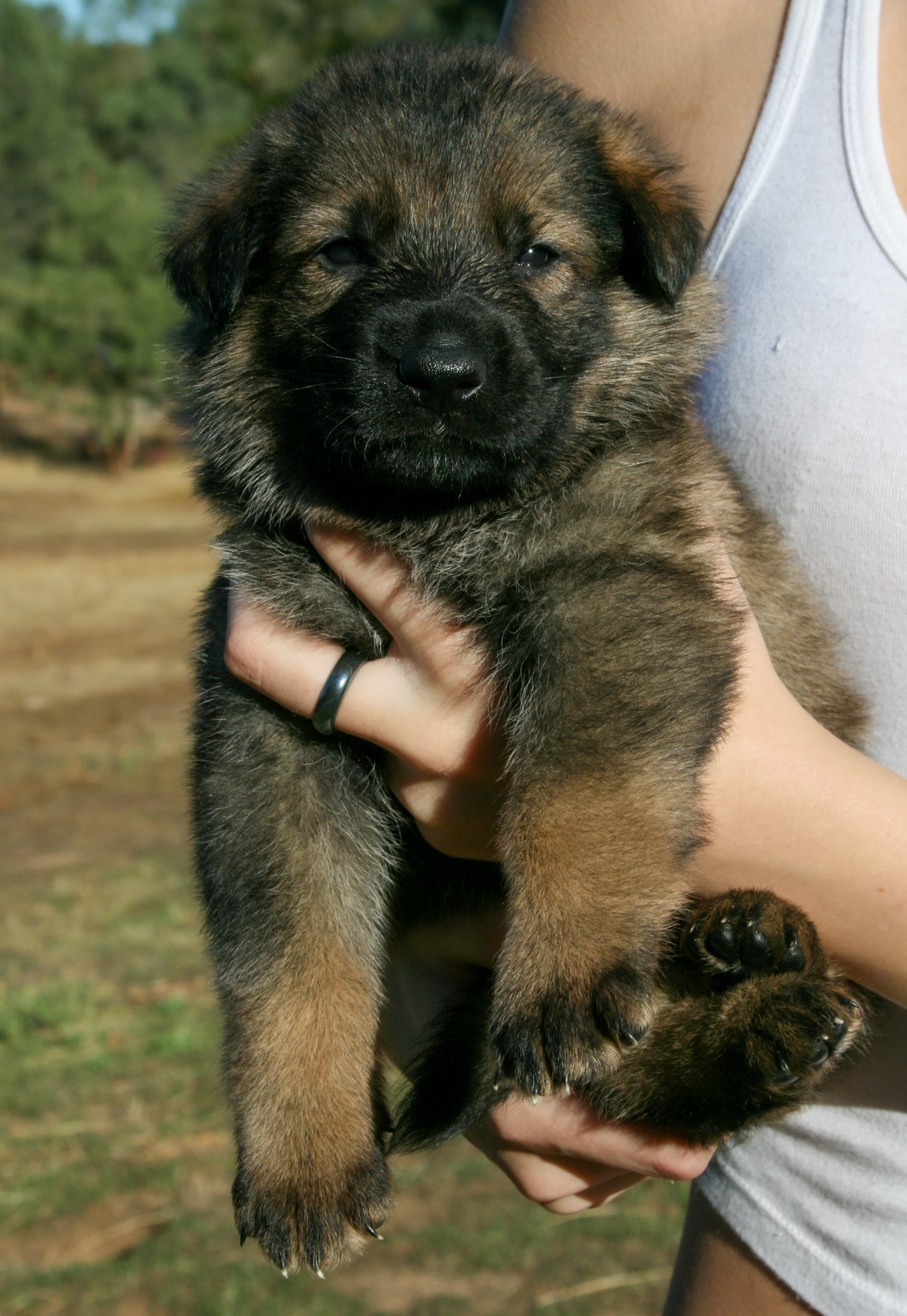 "Dexter" - 4 weeks