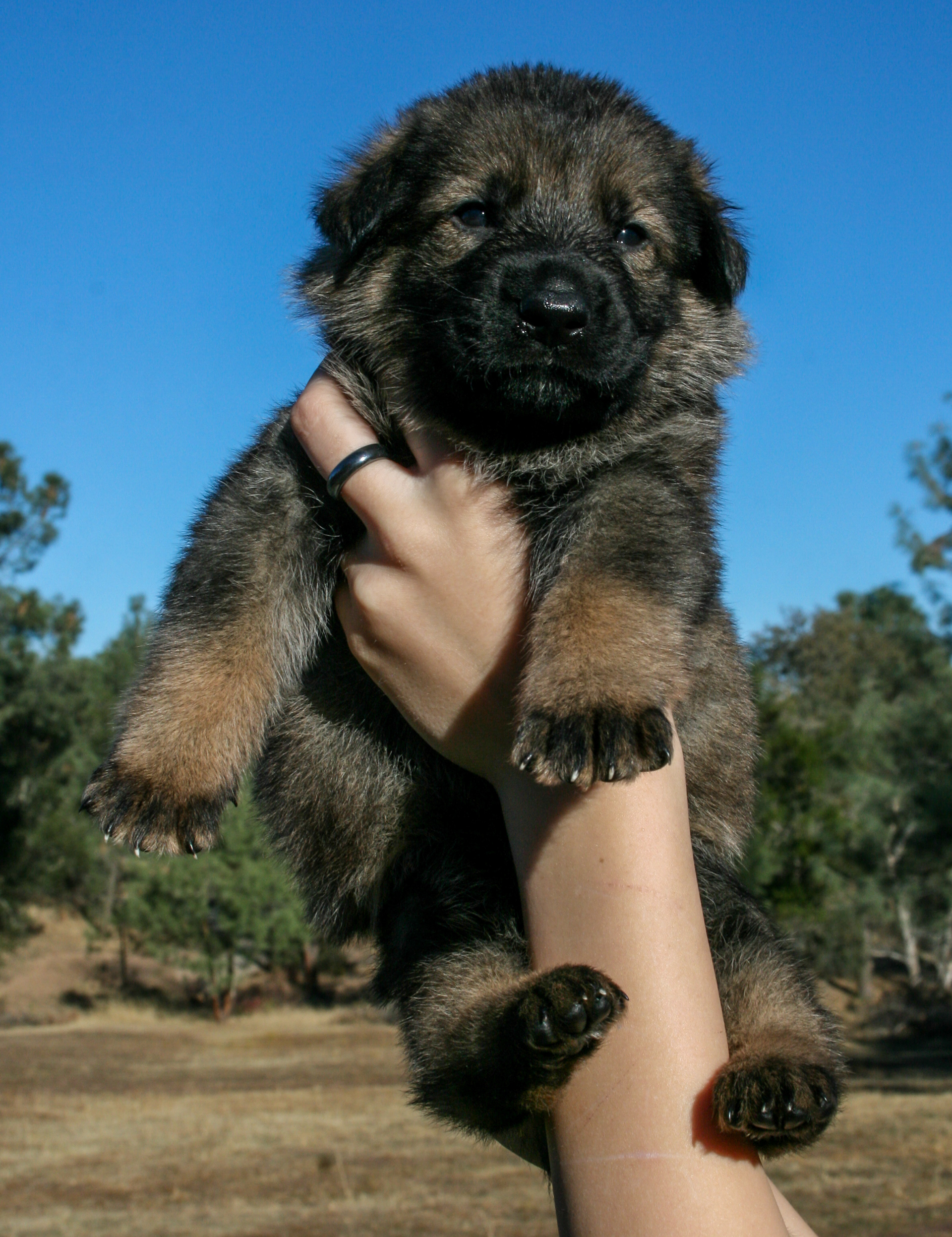 "Dexter" - 4 weeks
