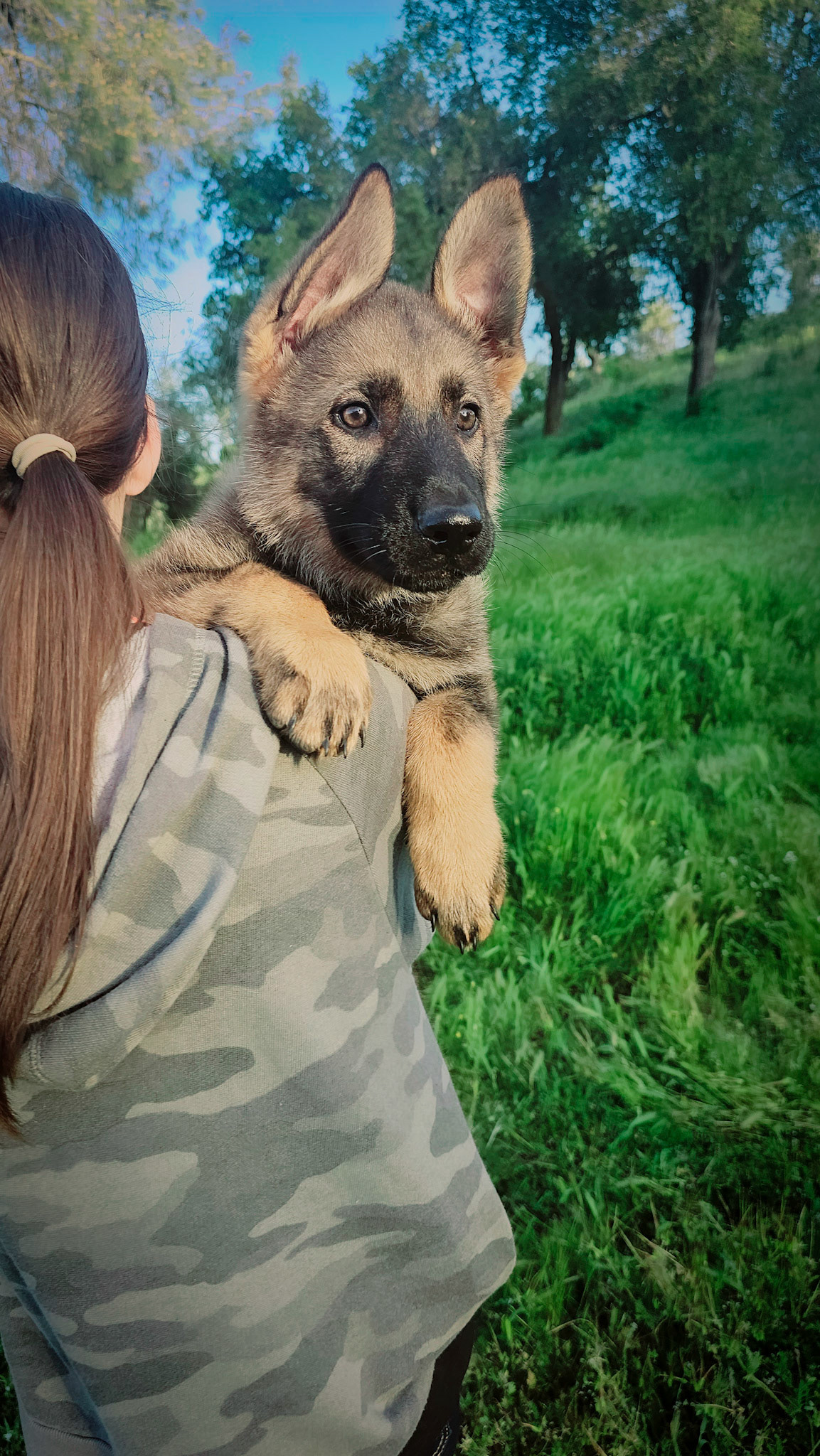 Purple Collar Female - 11 weeks old