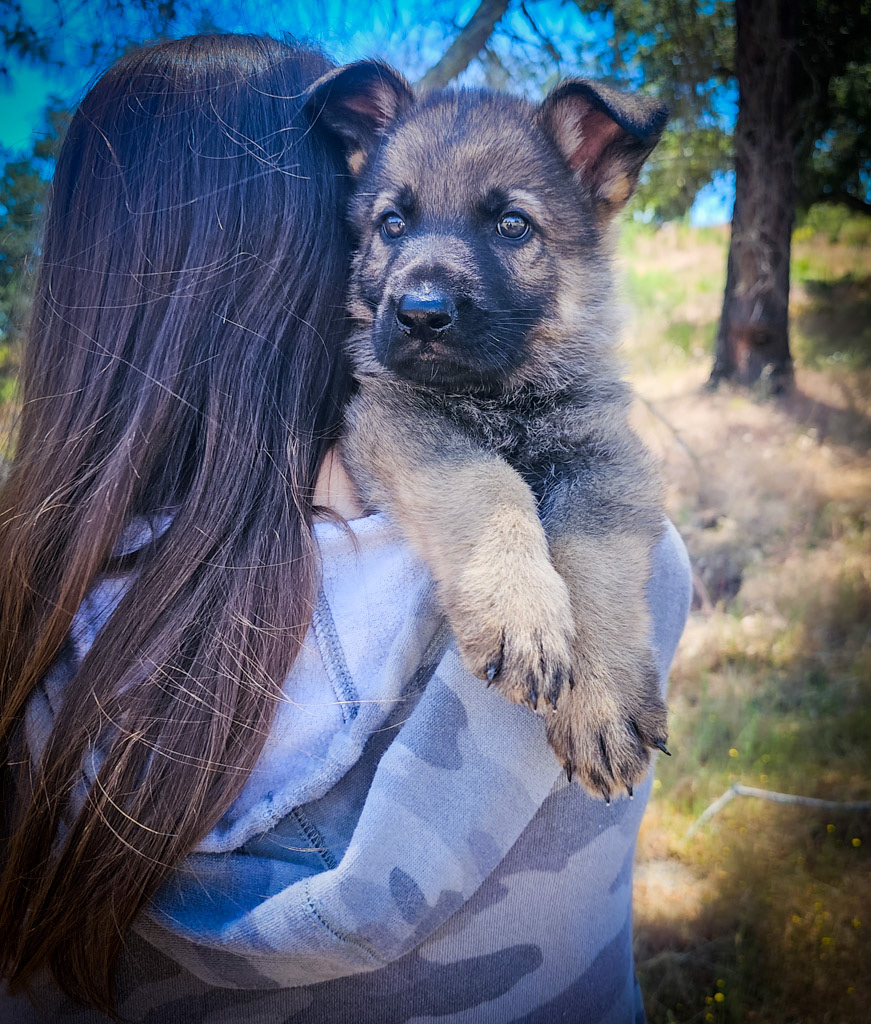Hunter Green Male - 7 weeks old