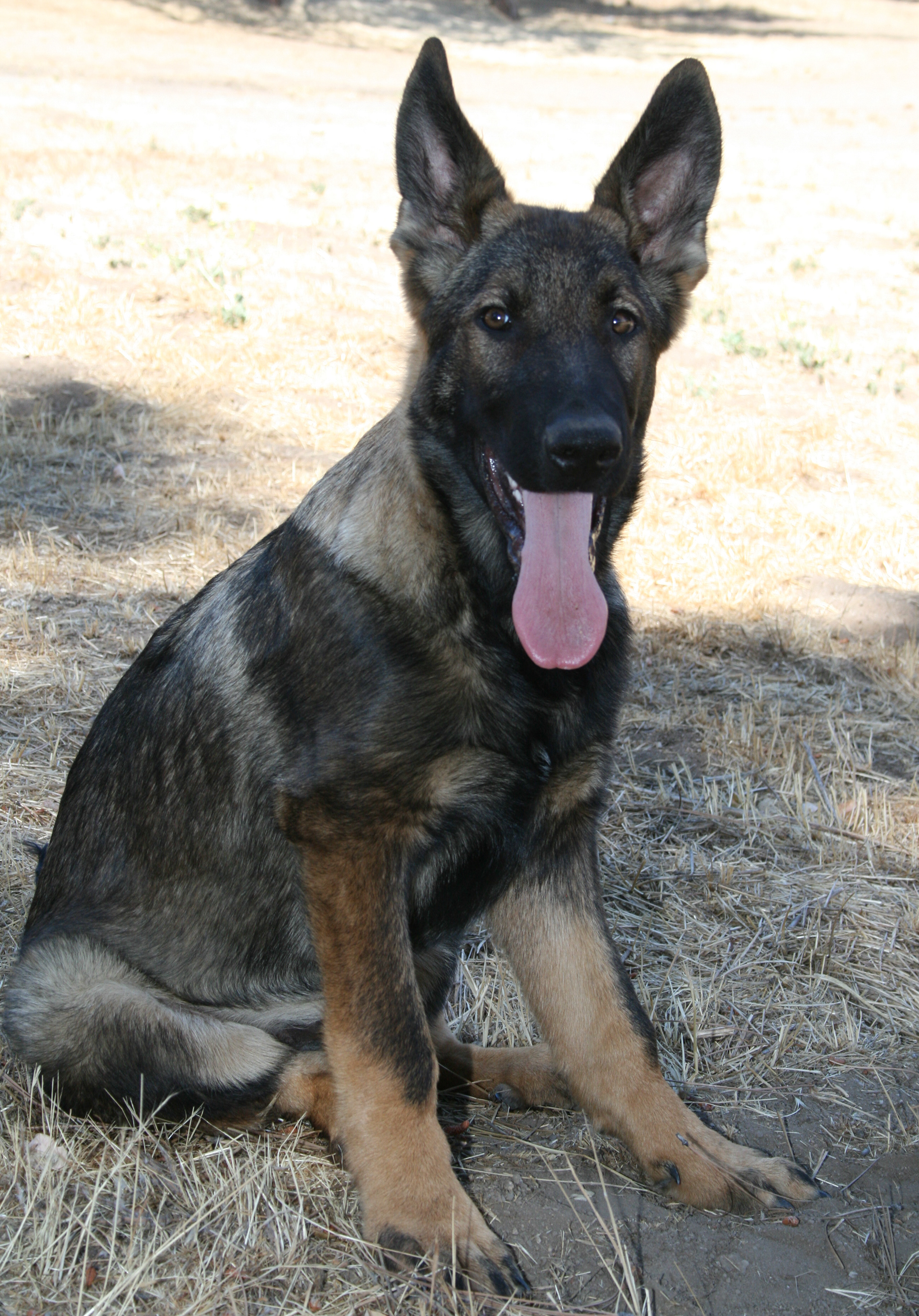 Hugh - Male - 18 Weeks