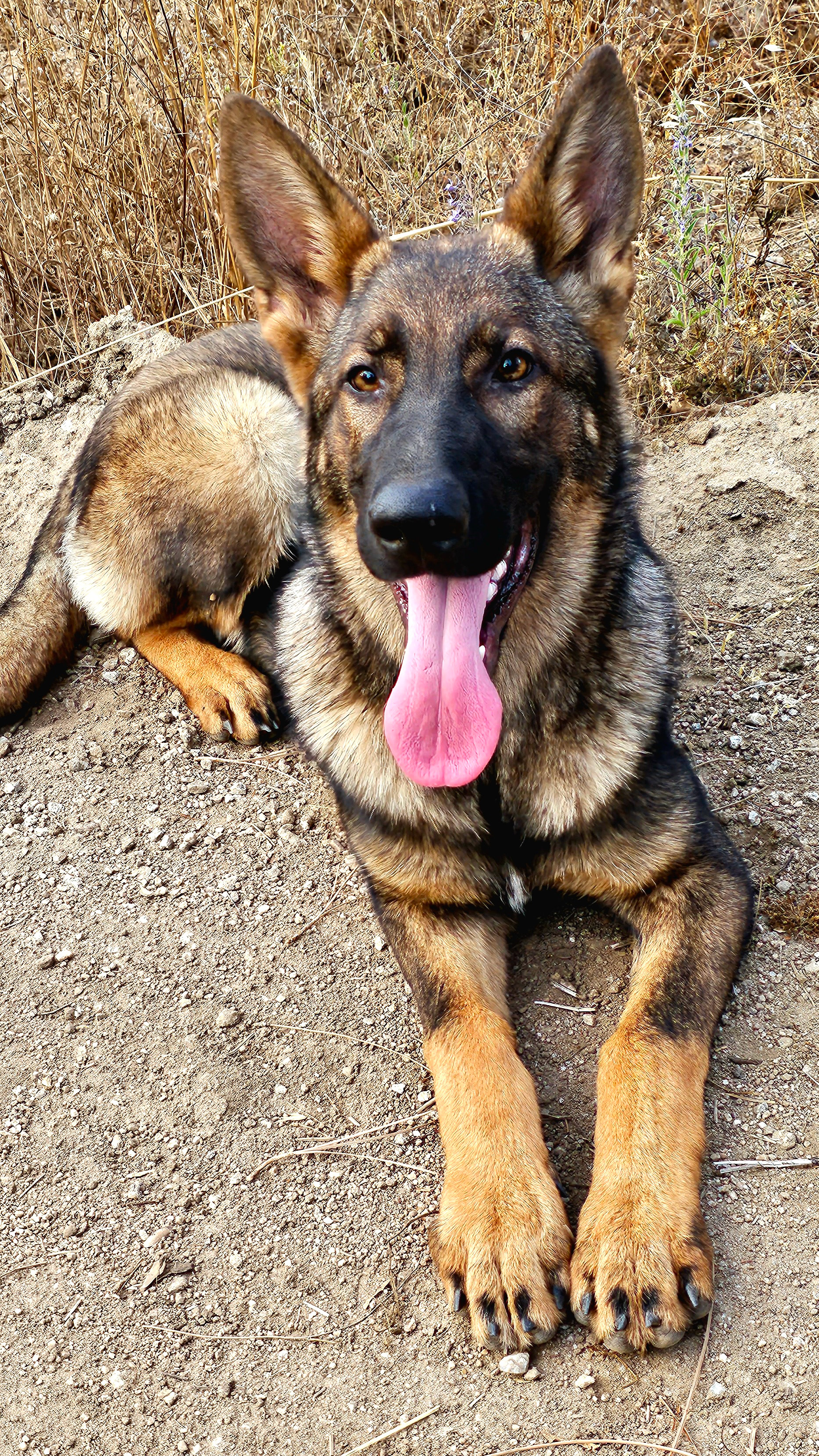 Purple Collar Female - 6.5 Months