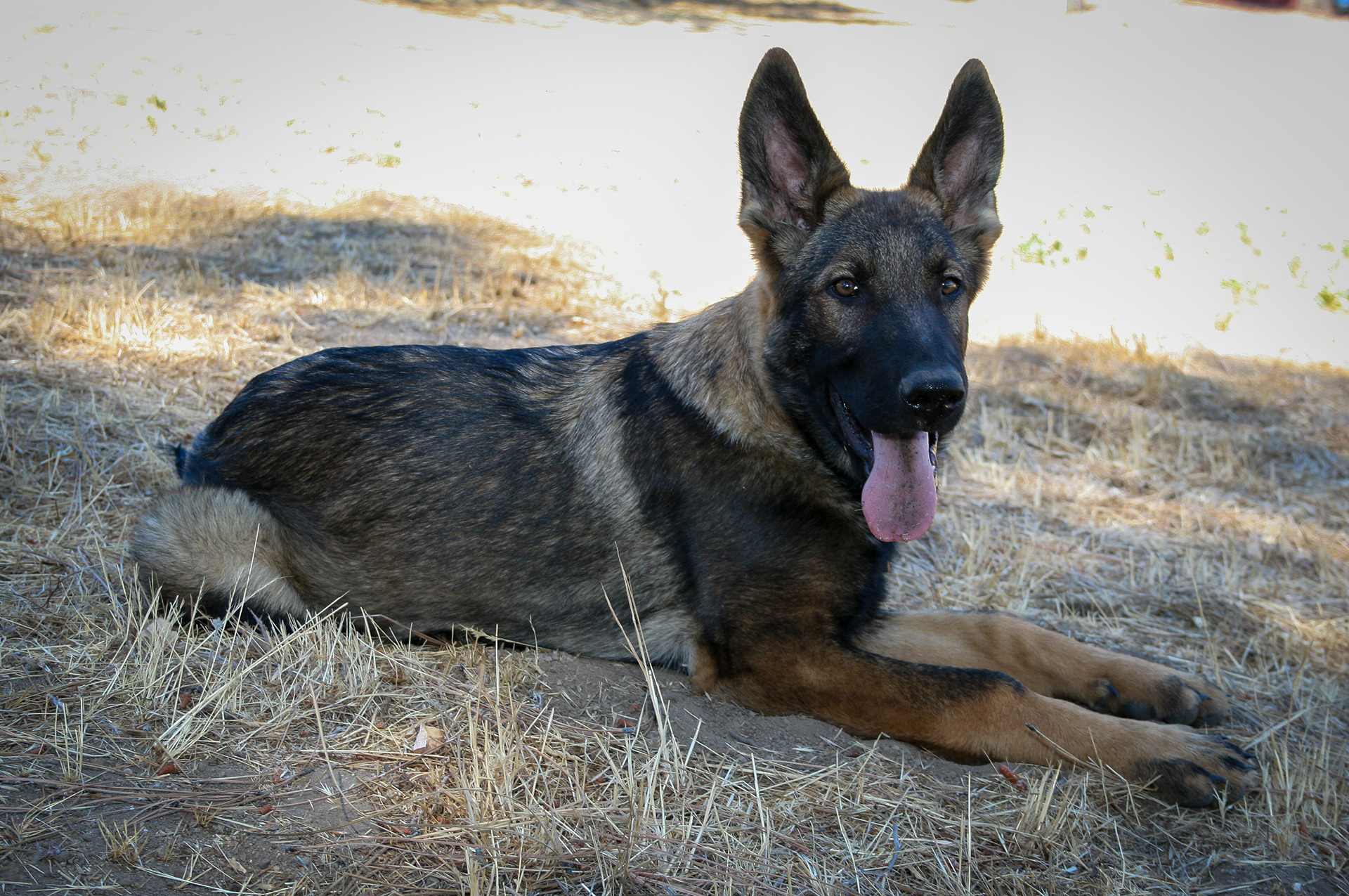 Hugh - Male - 18 Weeks