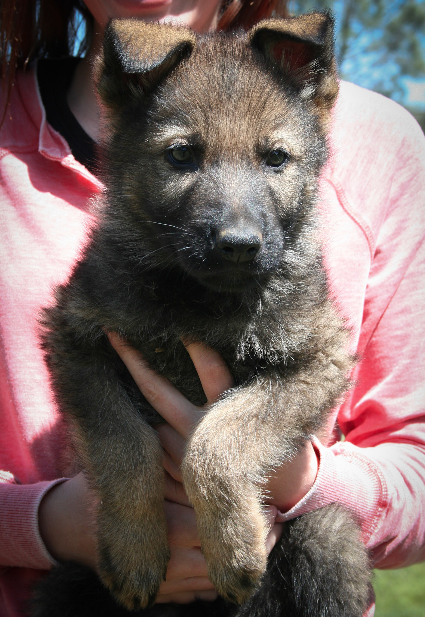 Blue Collar Male 8 Weeks Old