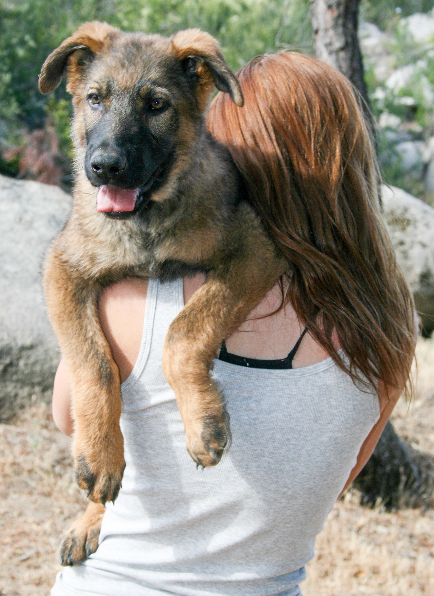 Blue Collar Male 14 weeks