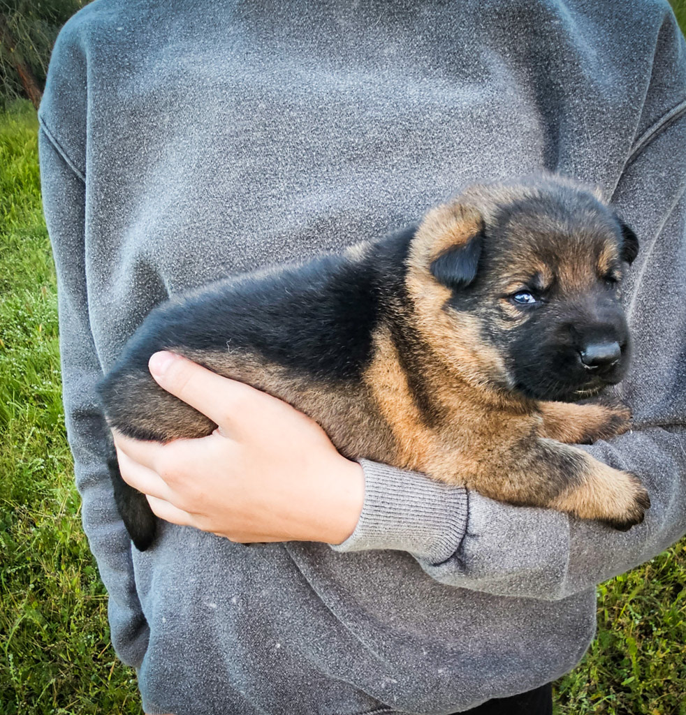Black Collar Male - 2.5 weeks old