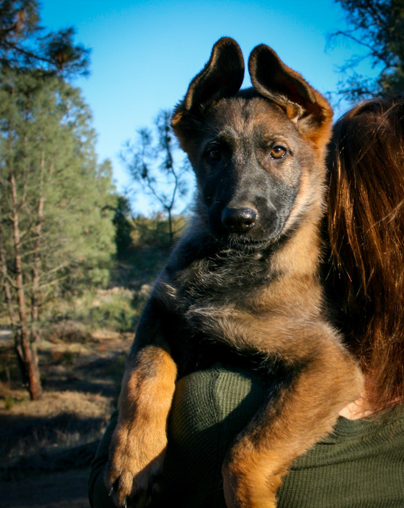 Winnie - 12 weeks