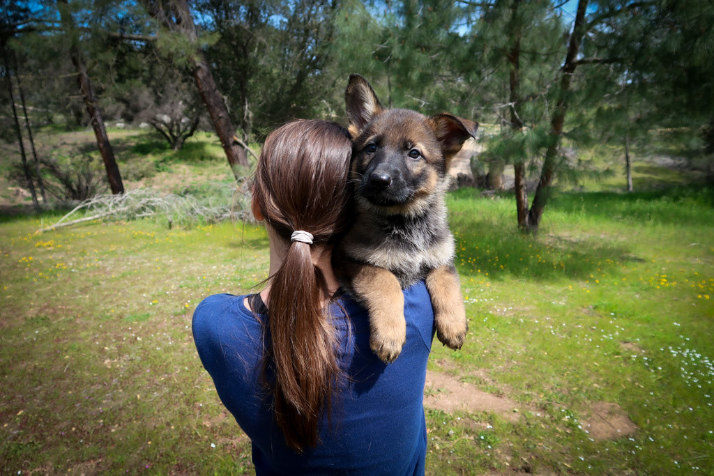 Teal Collar Female - 7 weeks old