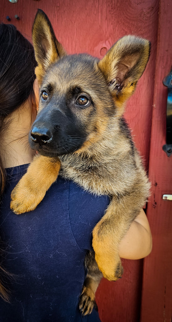 Hot Pink Collar Female - 10 Weeks