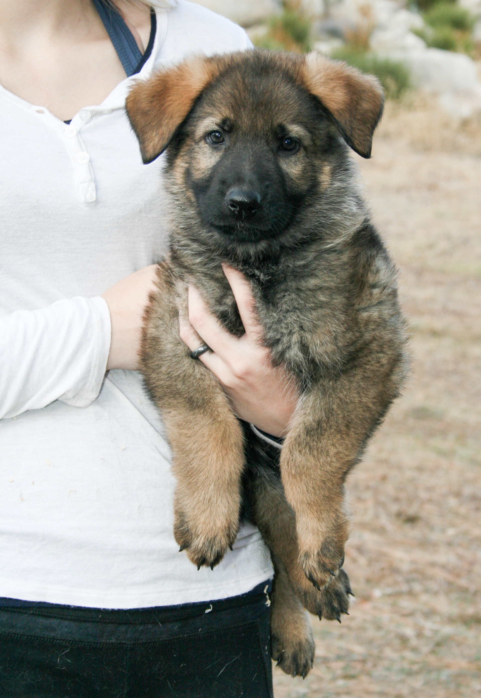Biggie Smalls - 7 weeks